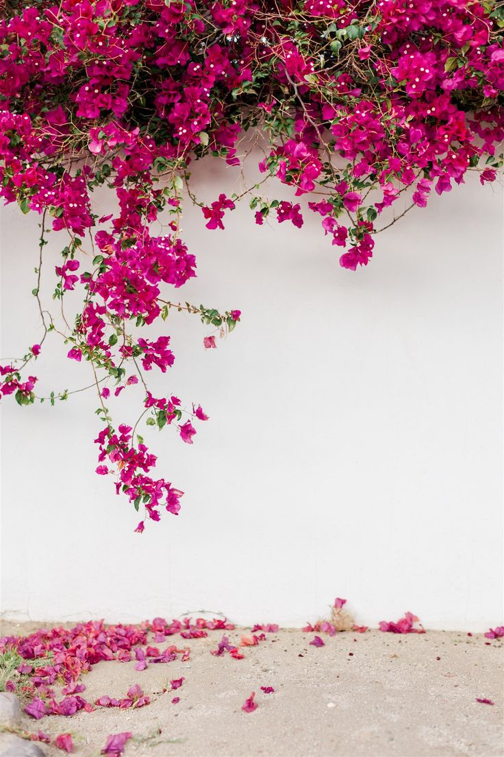 Palm Springs Vibes. Flower background wallpaper, Flower background, Wallpaper nature flowers