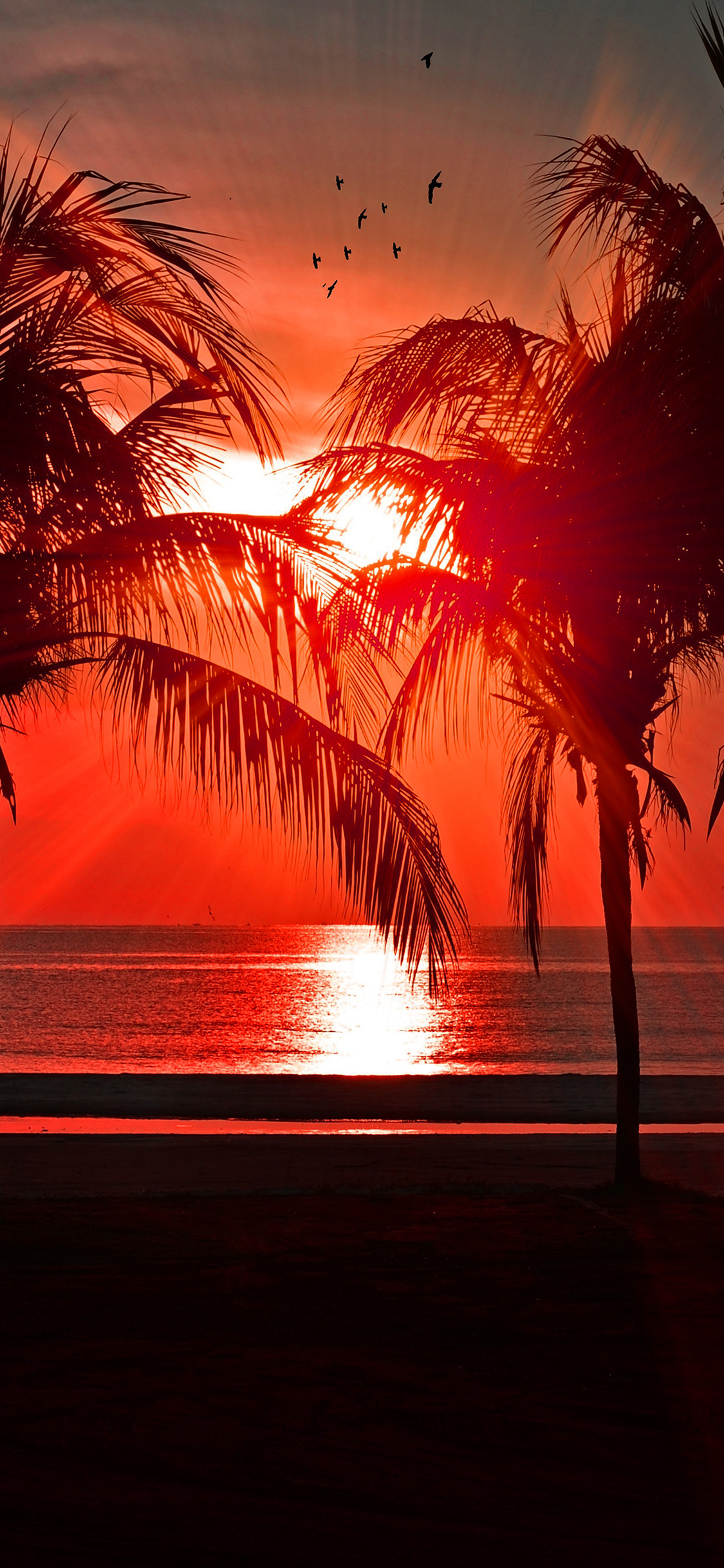 iPhone X wallpaper. beach vacation summer night sunset red palm tree dark
