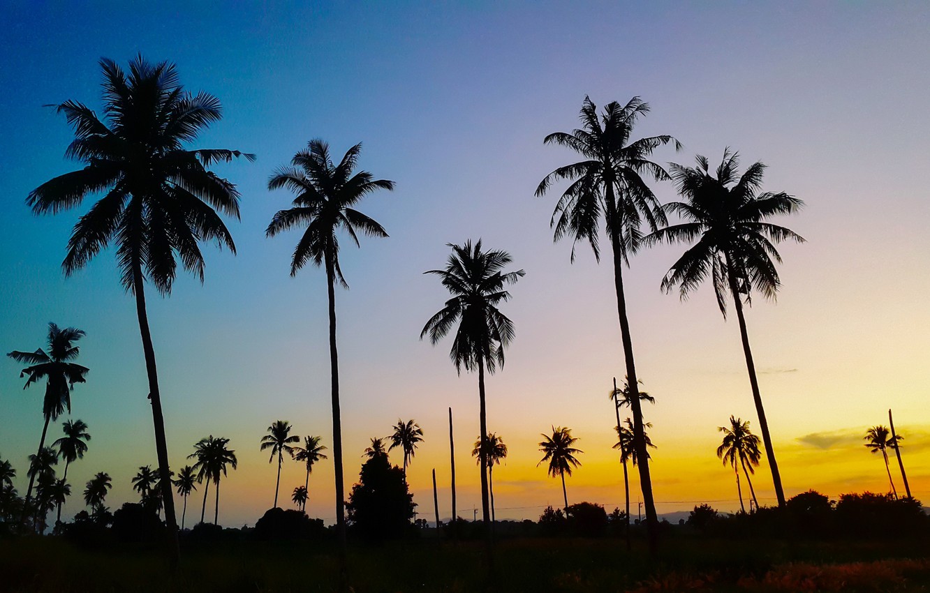 Wallpaper sea, beach, summer, sunset, palm trees, shore, silhouette, summer, beach, sea, sunset, seascape, beautiful, paradise, palms, tropical image for desktop, section пейзажи