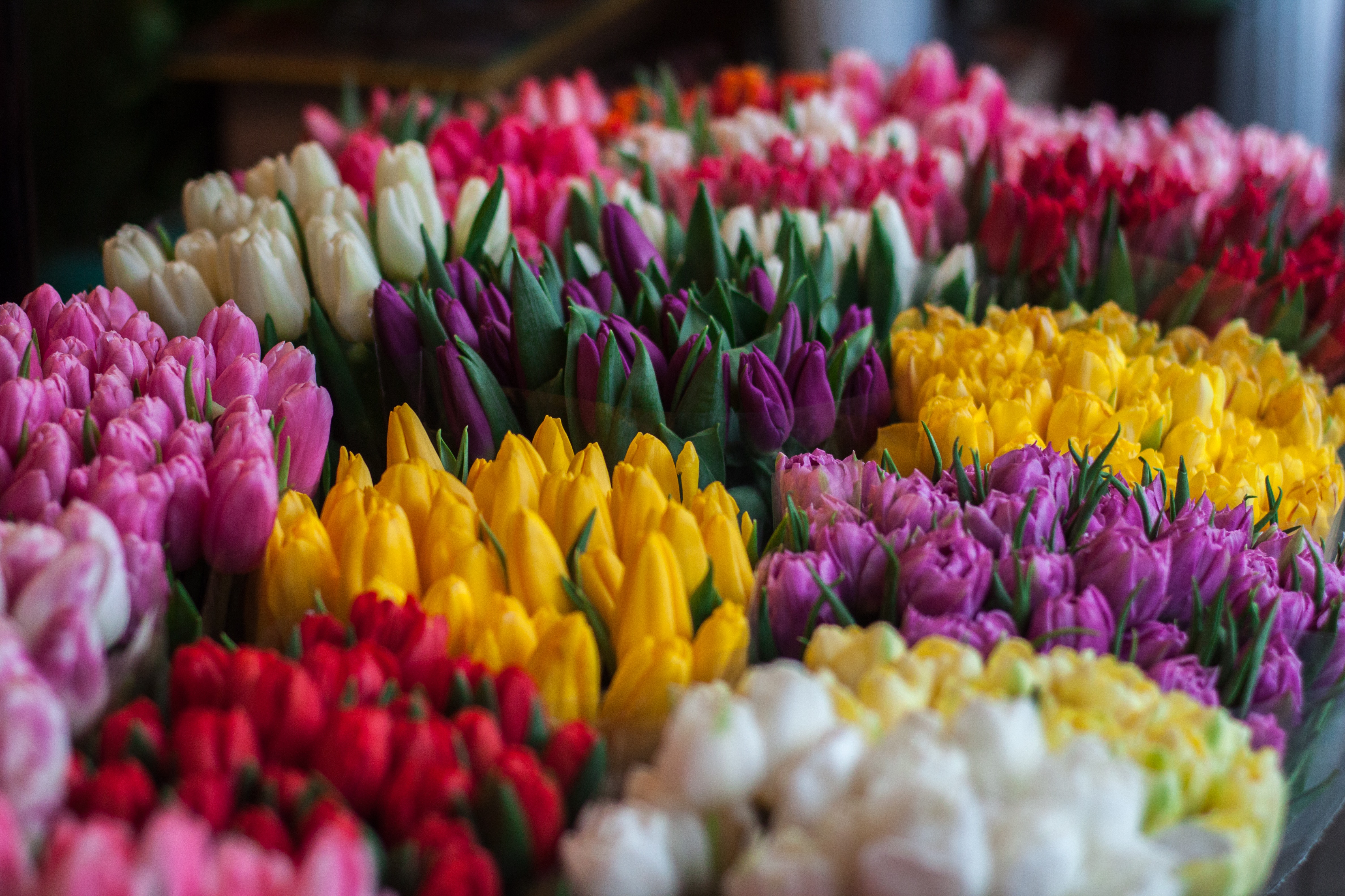 Best Free Spring Flowers & Image · 100% Royalty Free HD Downloads