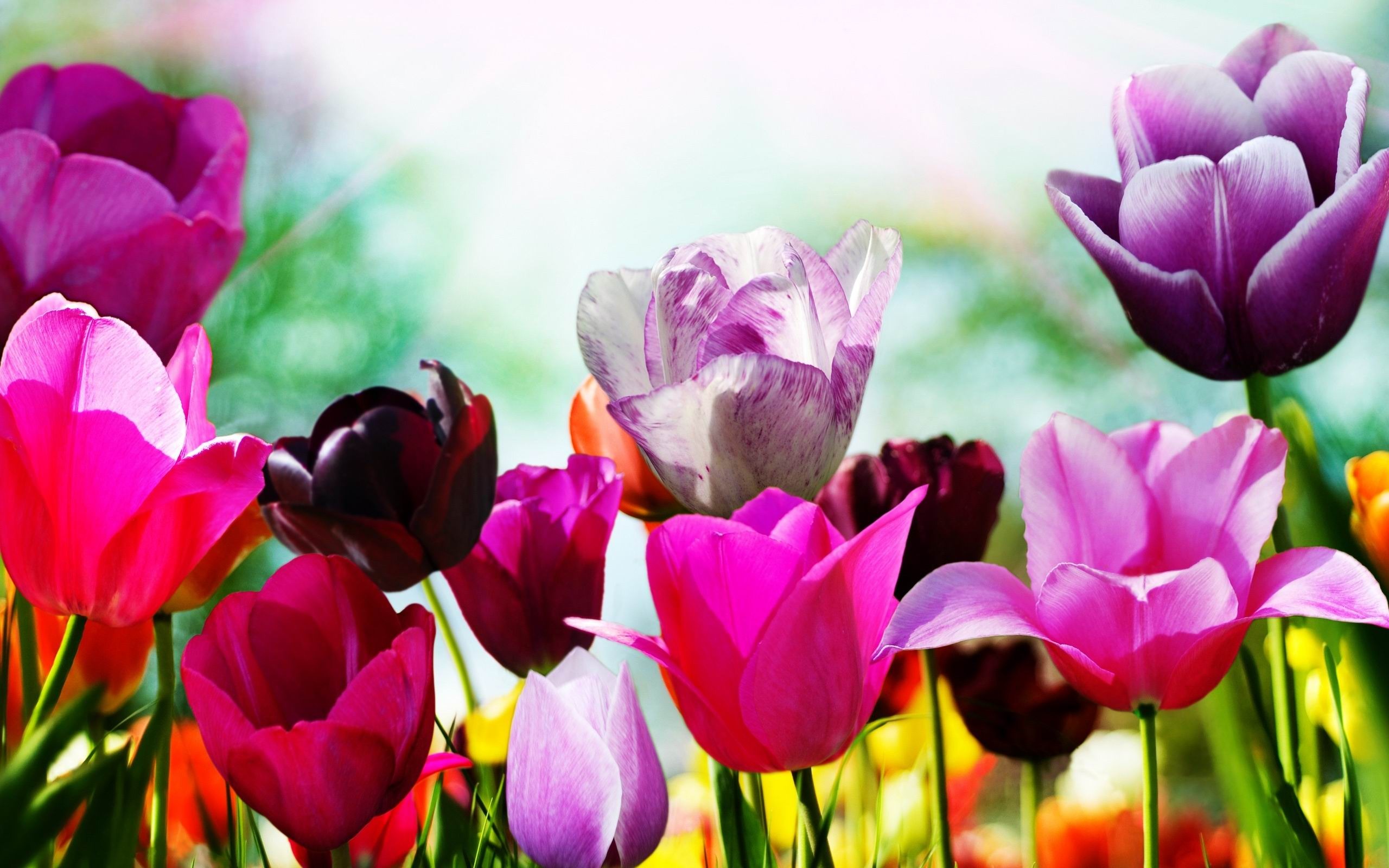Tulips In Spring Flowers Desktop Wallpaper