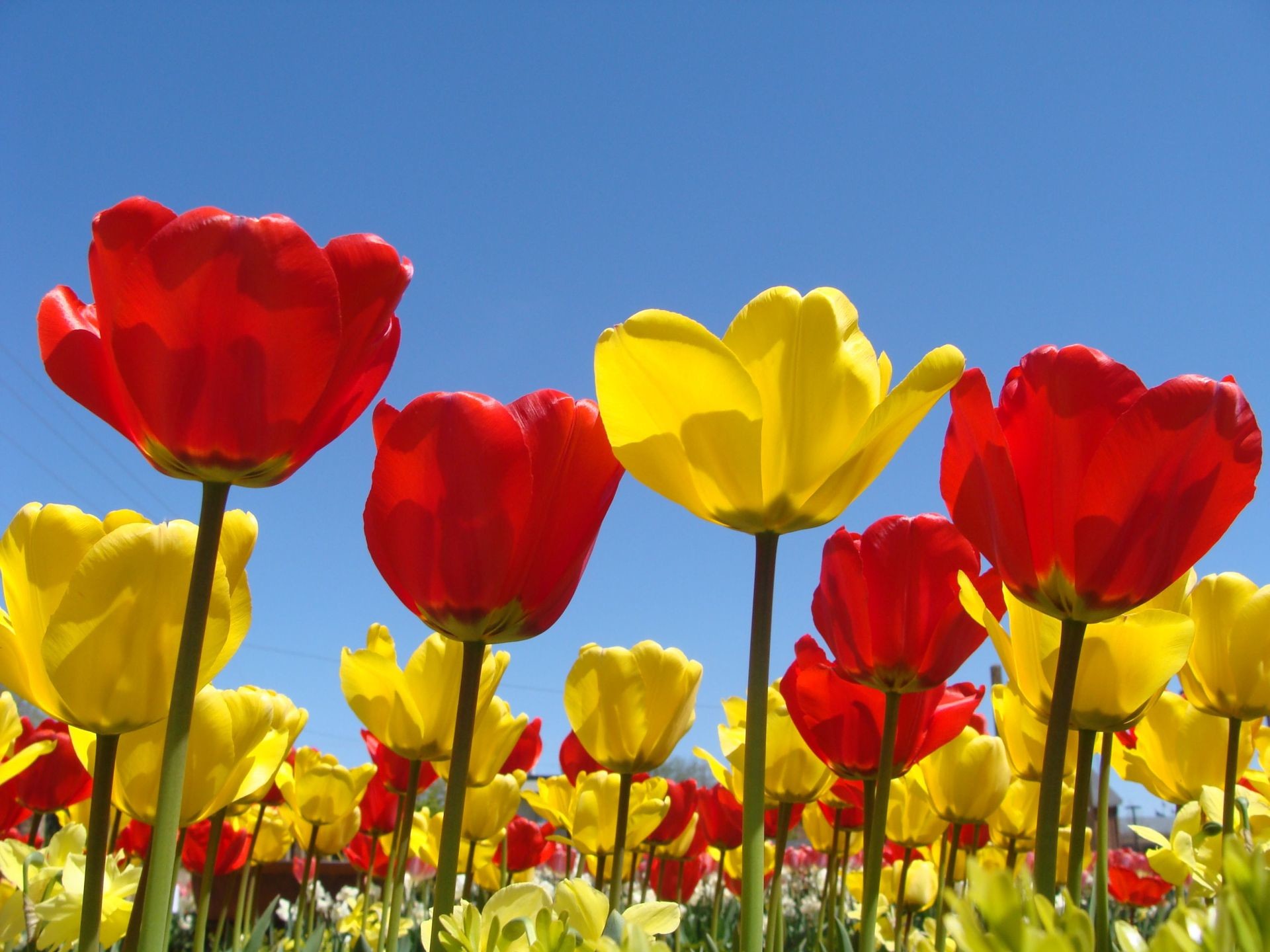 spring flowers desktop wallpaper, flowering plant, flower, petal, tulip, yellow