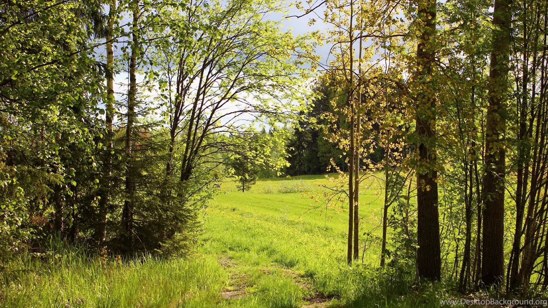 Forest Meadow Wallpaper
