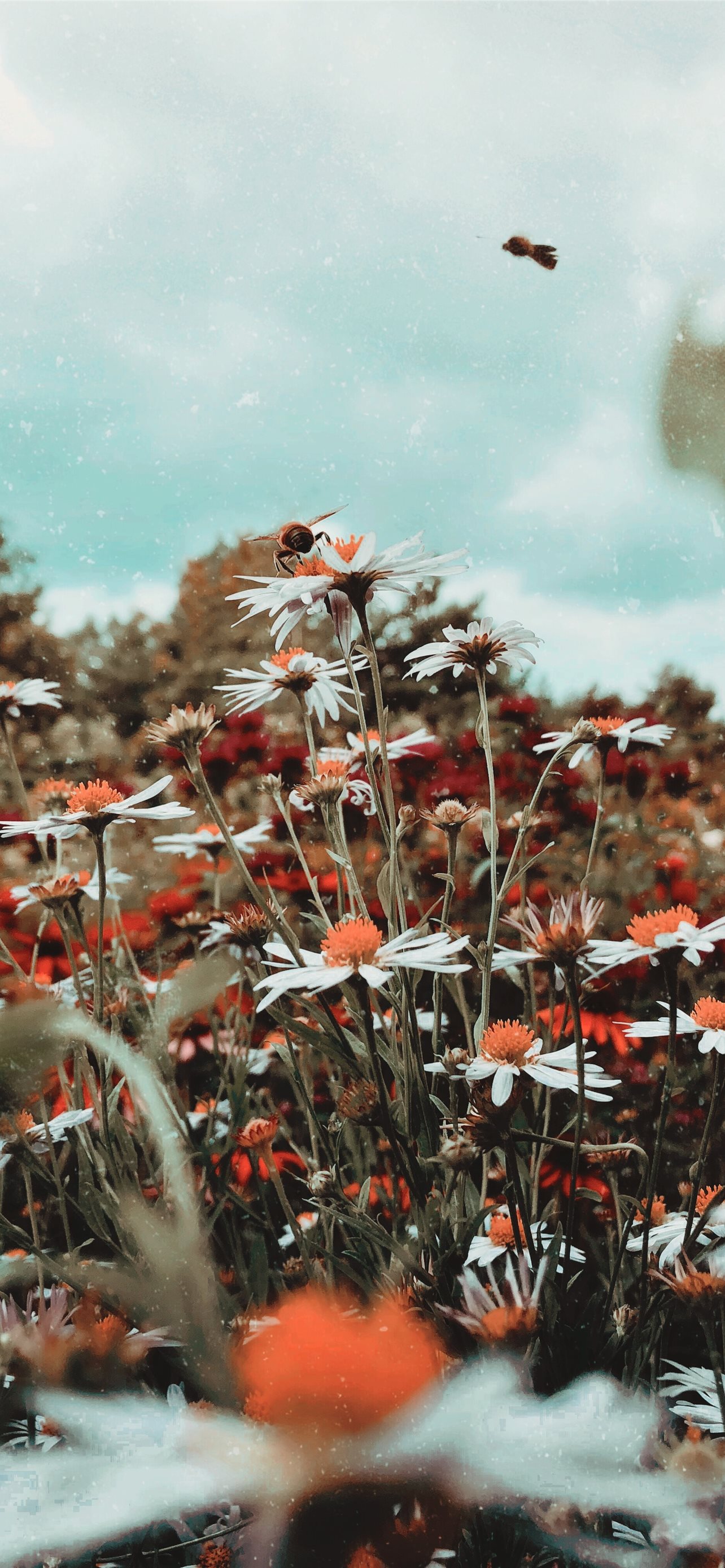 Best Summer iPhone HD Wallpaper