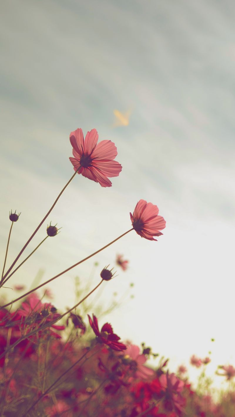 Download Wallpaper 800x1420 Cosmos, Flower, Bloom, Flower Bed, Sky, Summer Iphone Se 5s 5c 5 For Parallax HD Background