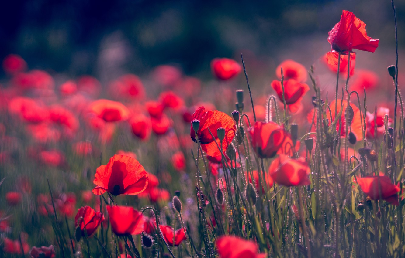 Wallpaper field, summer, flowers, background, glade, Mac, Maki, blur, petals, red, al, bokeh, poppy field image for desktop, section цветы