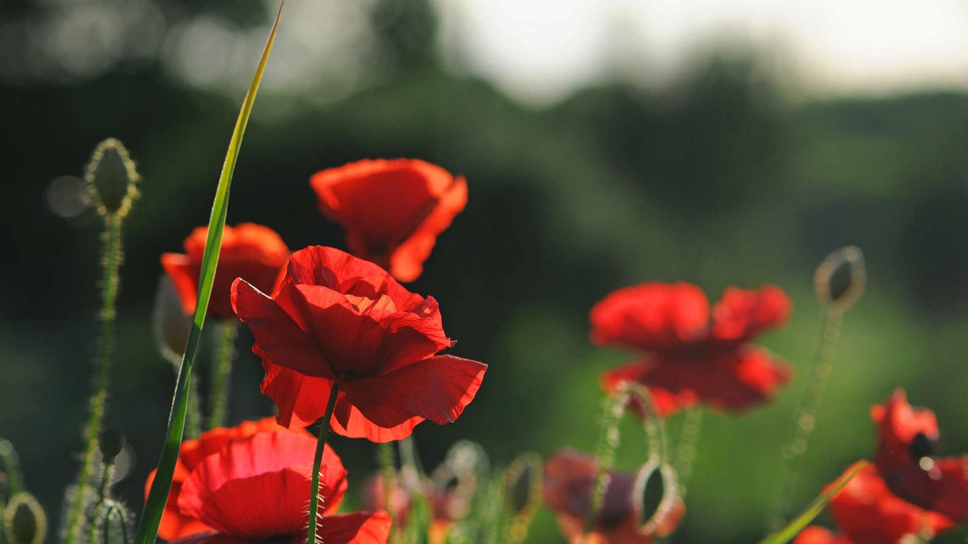 Red summer фото