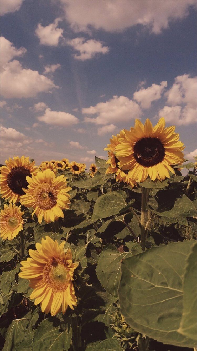 wallpaper. Sunflower wallpaper, iPhone wallpaper vintage, Flower aesthetic