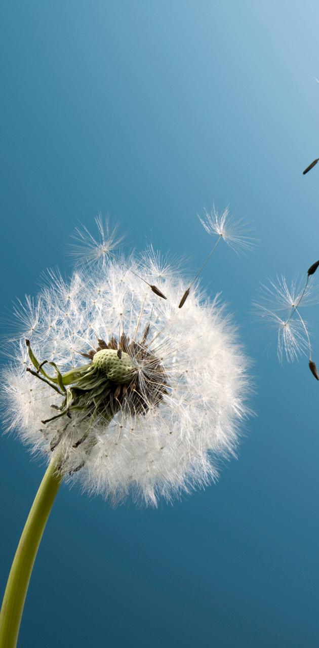 Dandelion HD wallpaper