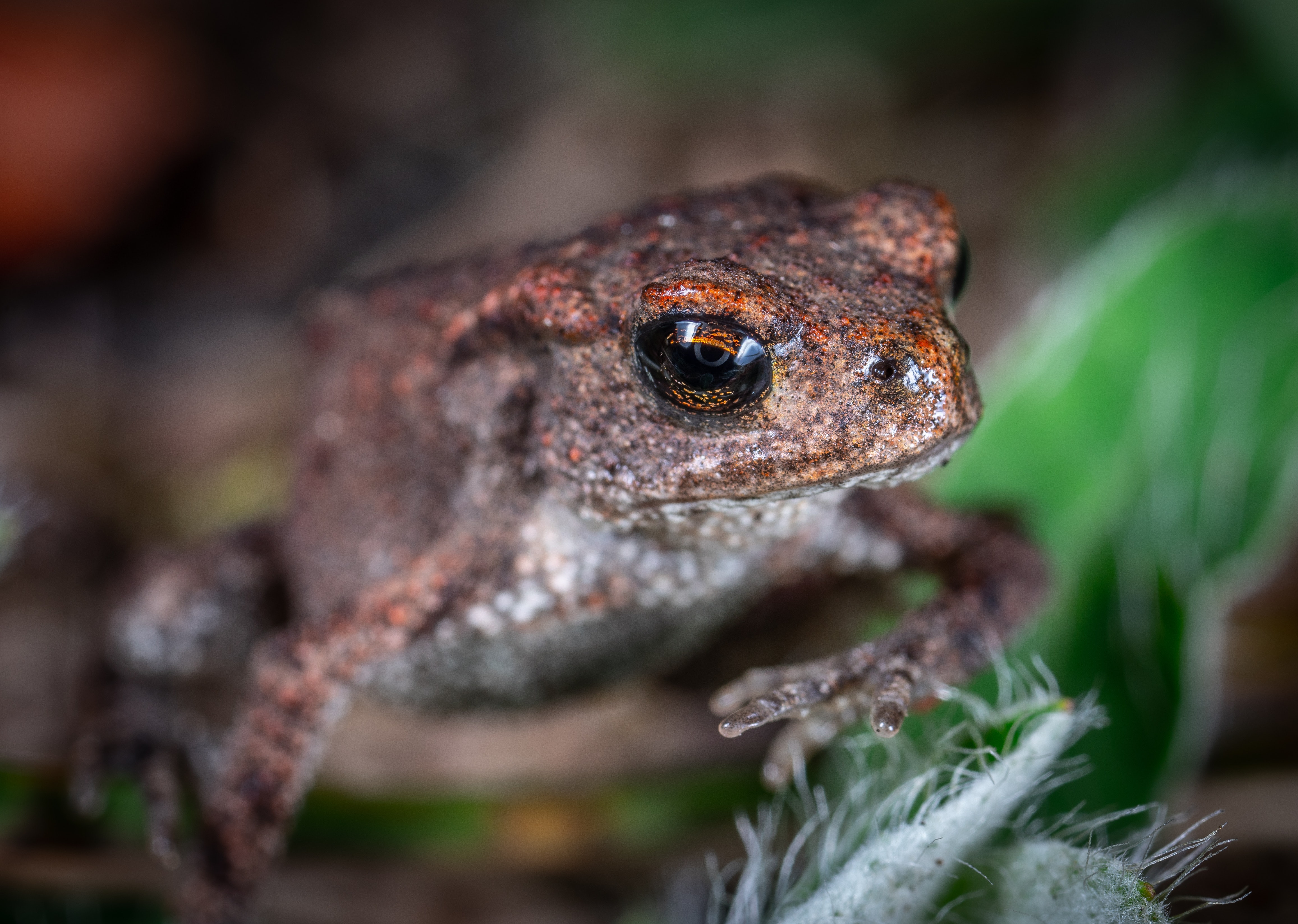 Brown Frog on Purple Flower · Free