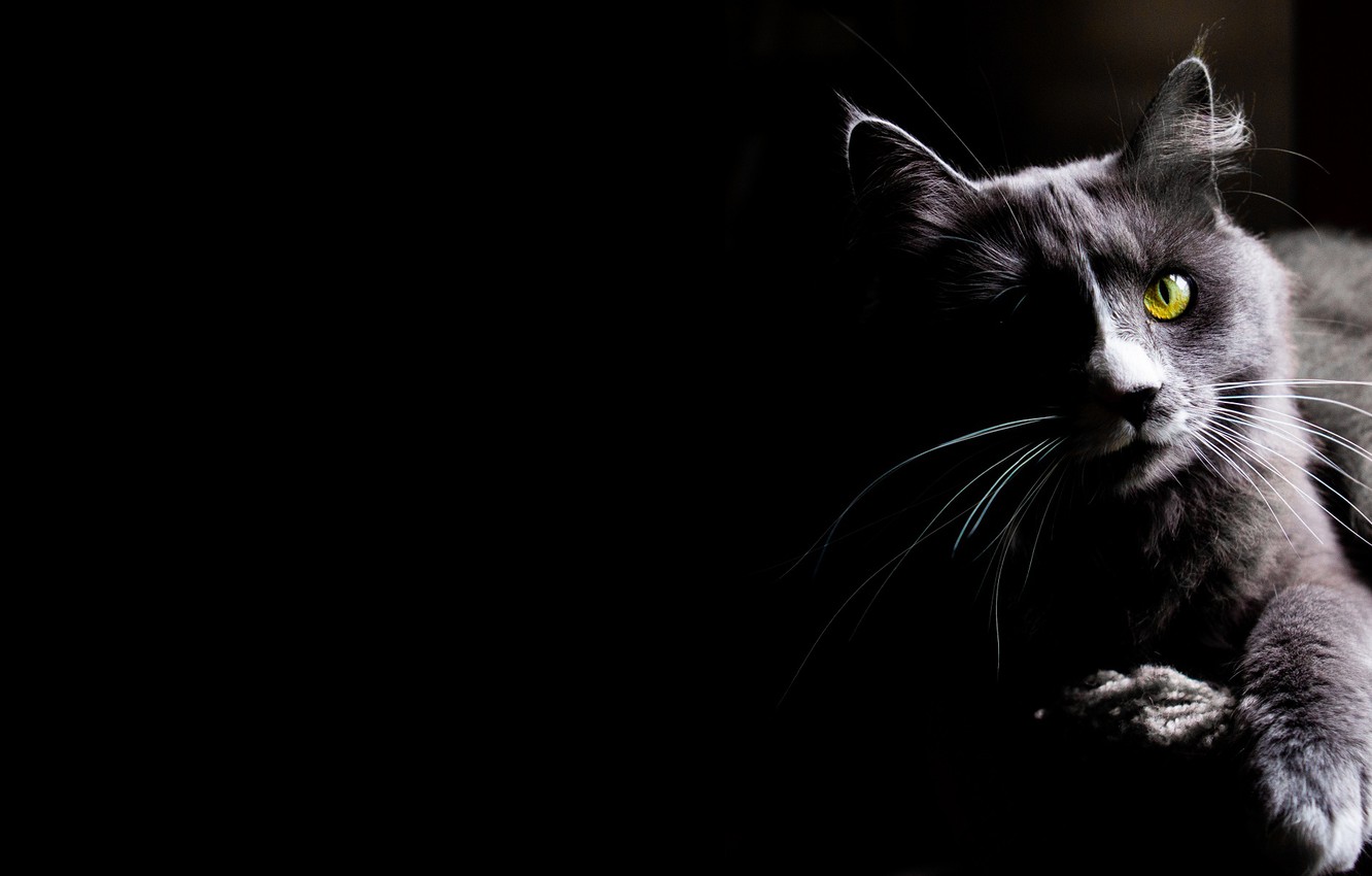 Wallpaper cat, cat, look, kitty, black background image for desktop, section кошки