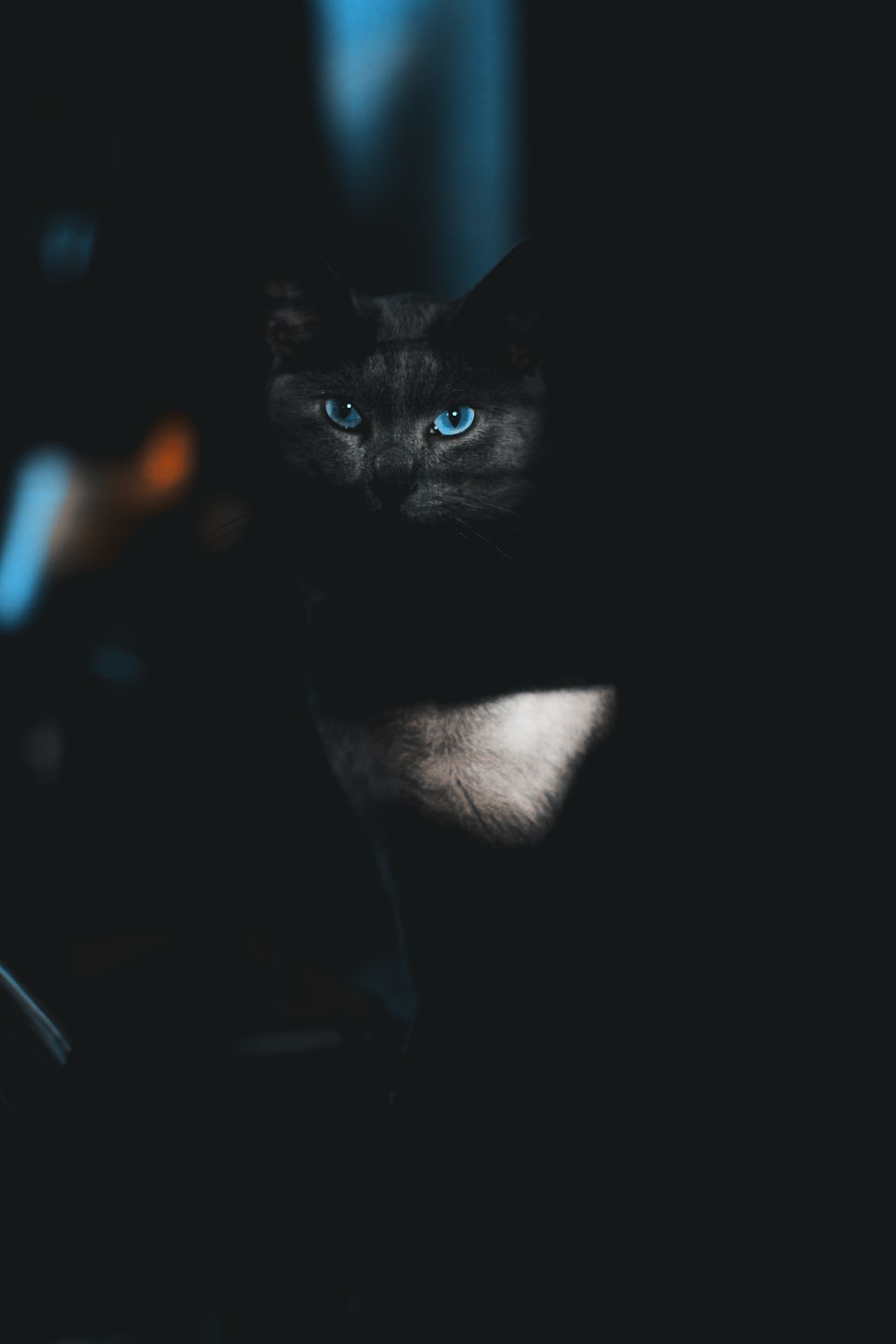 Black Cat Picture. Download Free Image