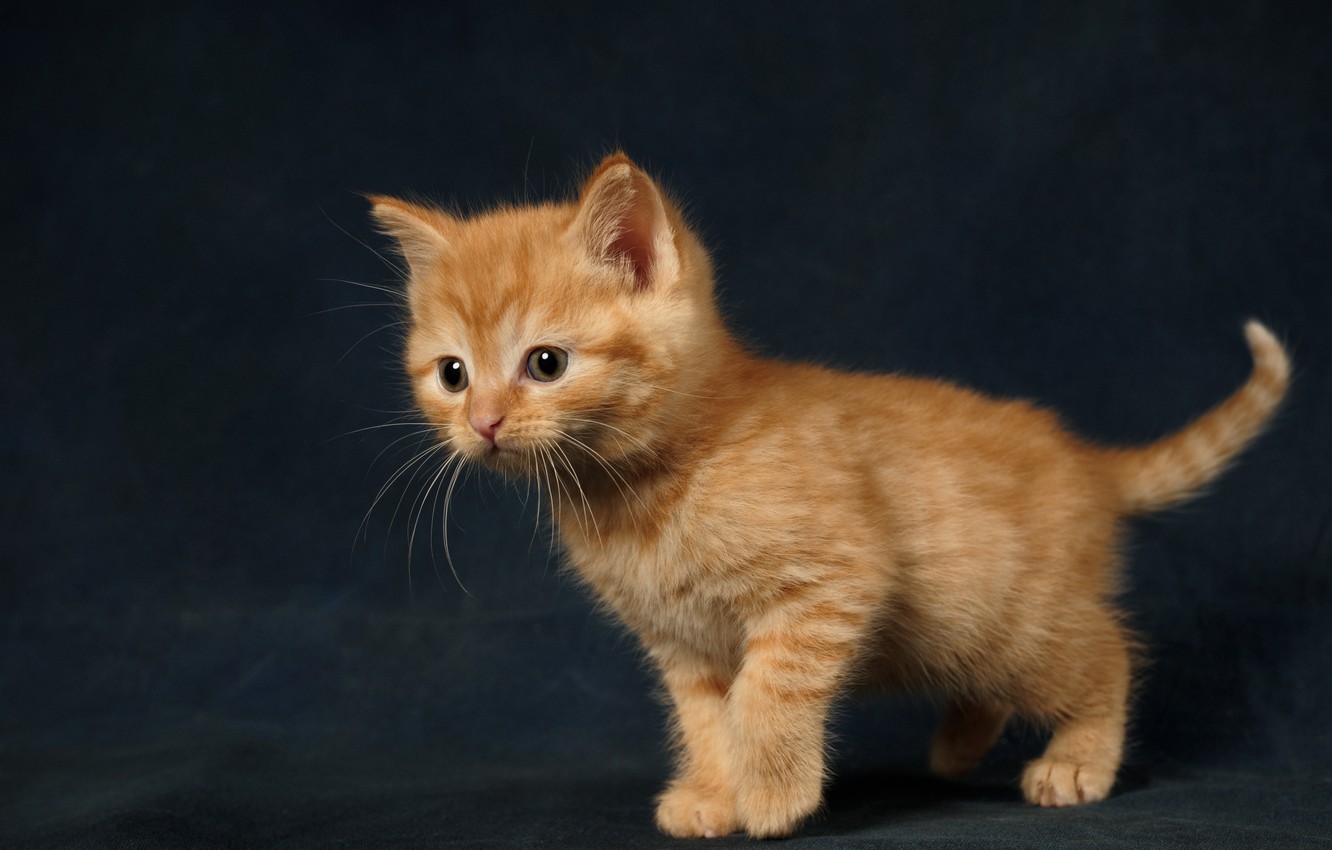 Wallpaper cat, the dark background, kitty, baby, red, kitty image for desktop, section кошки