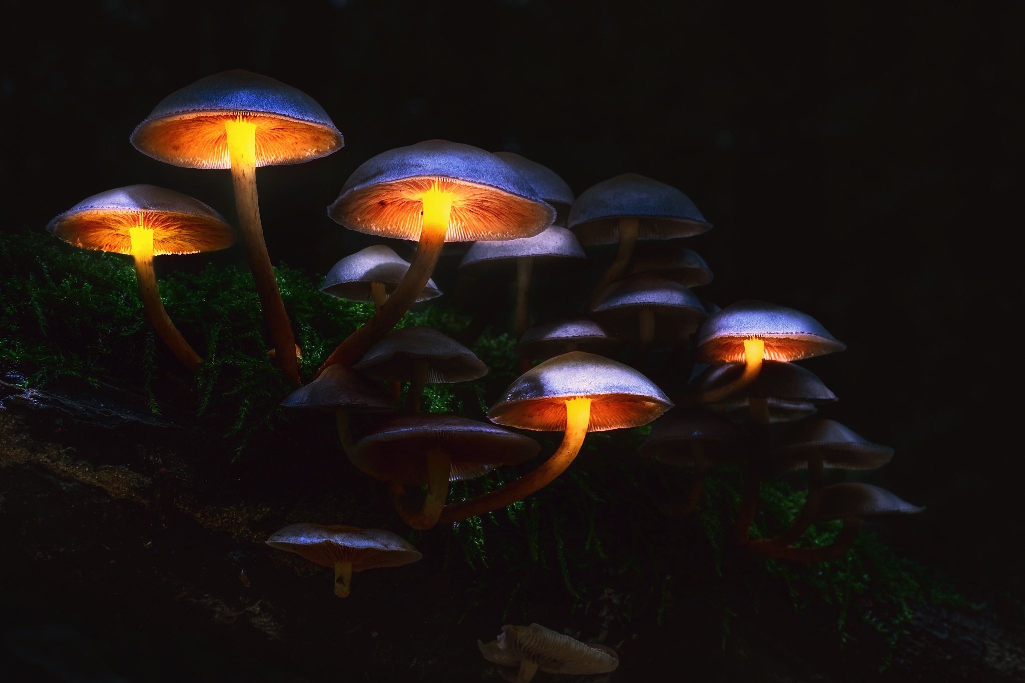 Mushroom HD Wallpaper and Background