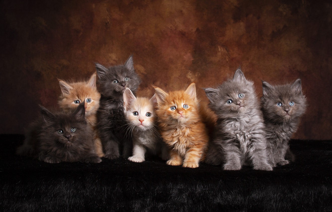 Wallpaper look, cats, pose, the dark background, kitty, kittens, fur, kids, red, company, grey, friends, a lot, faces, Maine Coon, cute image for desktop, section кошки