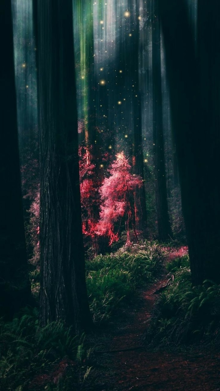 HD dark green forest wallpapers  Peakpx