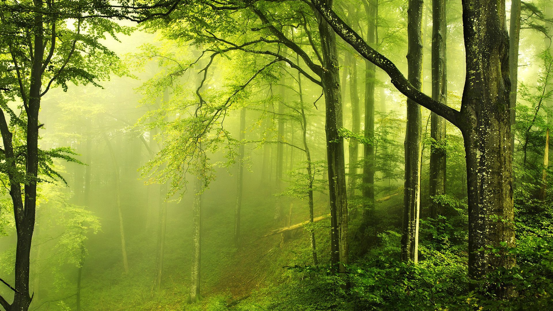 Aesthetic Green Forest Wallpapers - Wallpaper Cave