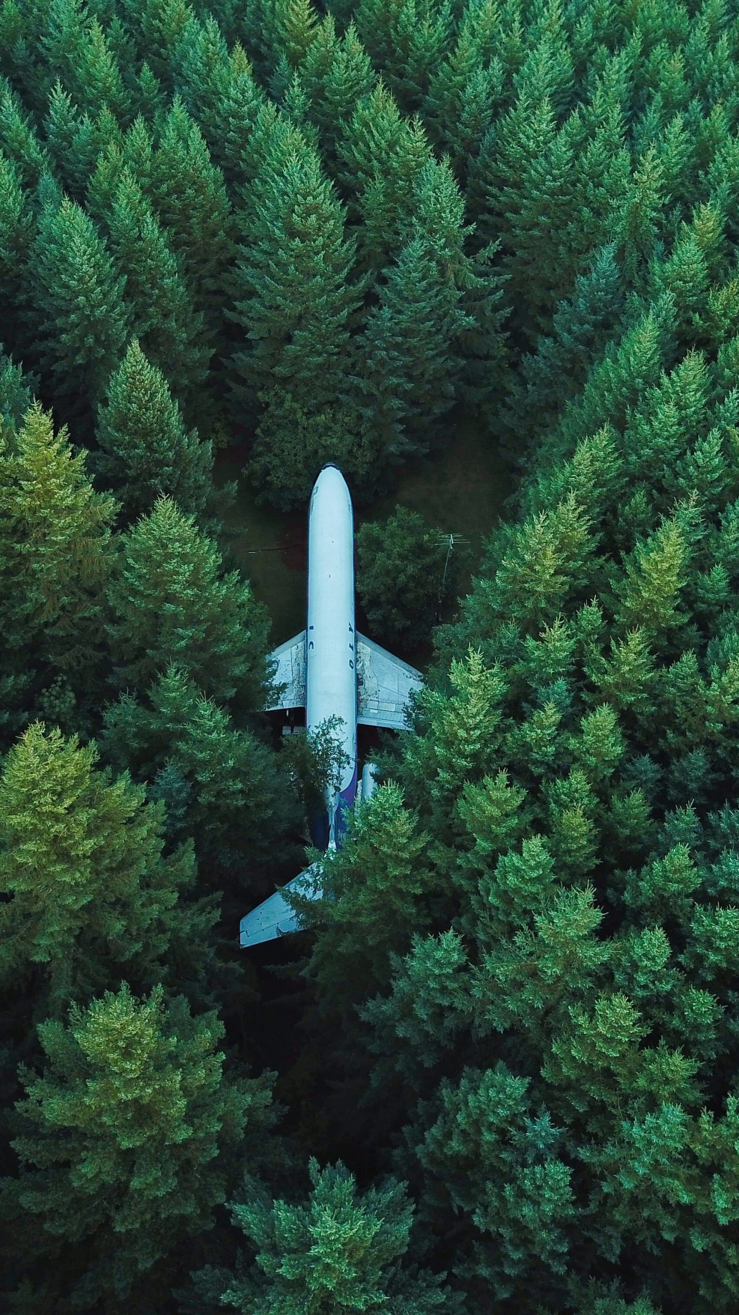 Airplane Wallpaper 4K, Green Trees, Photography