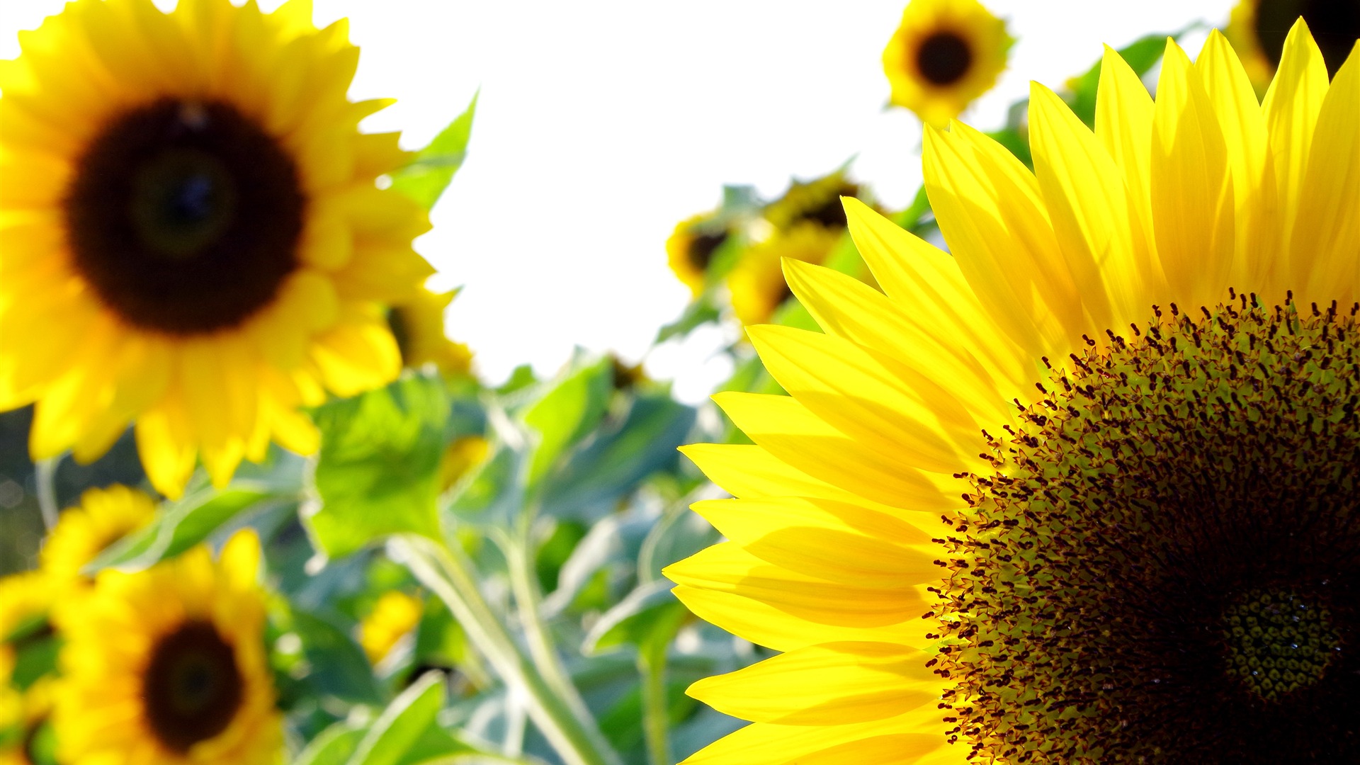 Mac Summer Sunflower Wallpapers - Wallpaper Cave