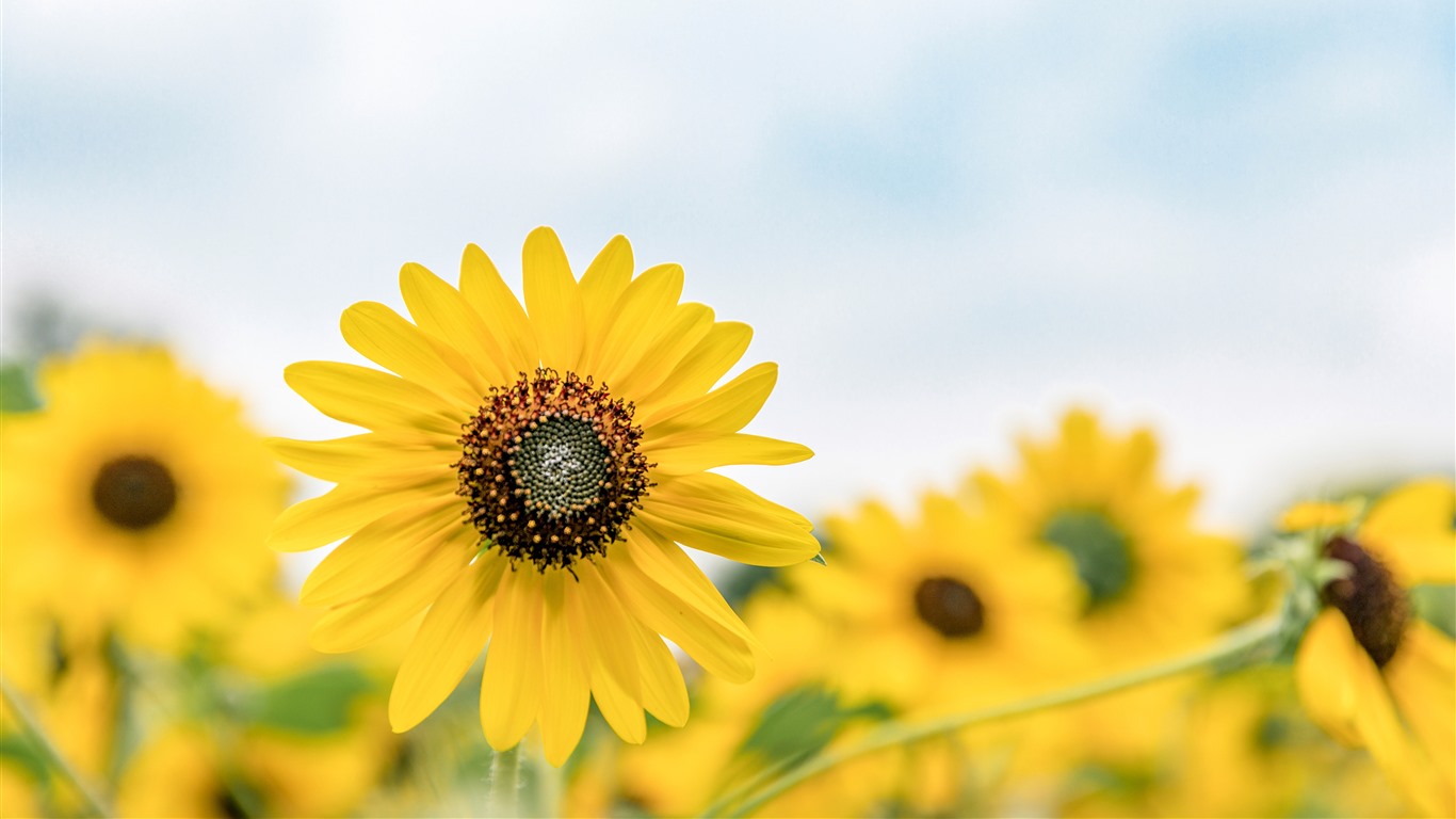 Mac Summer Sunflower Wallpapers - Wallpaper Cave