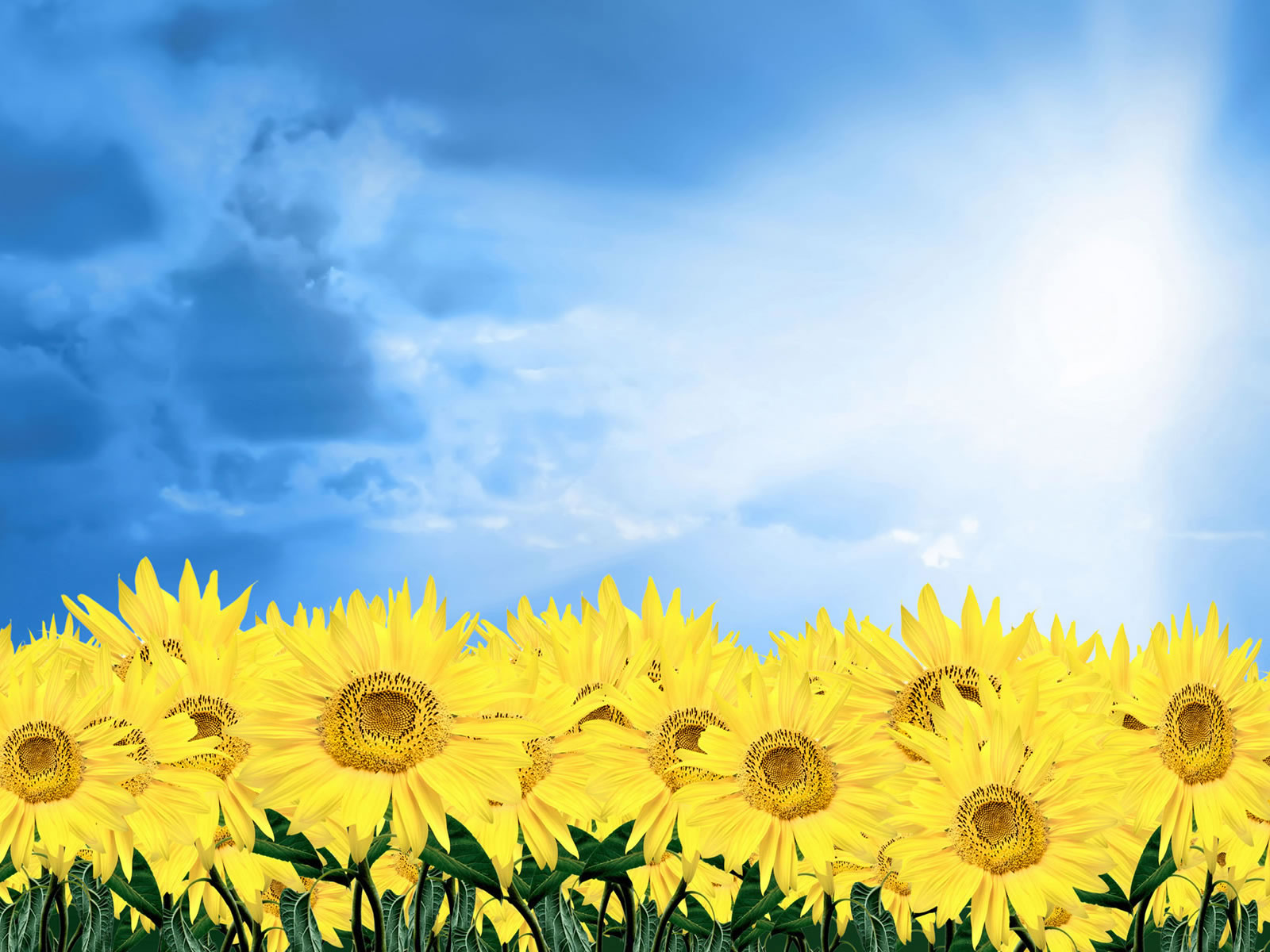 Mac Summer Sunflower Wallpapers - Wallpaper Cave