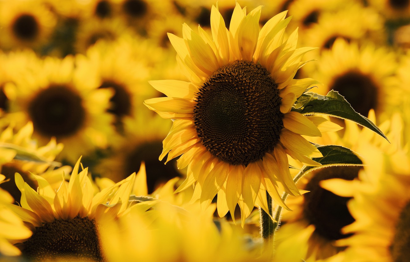 Mac Summer Sunflower Wallpapers - Wallpaper Cave