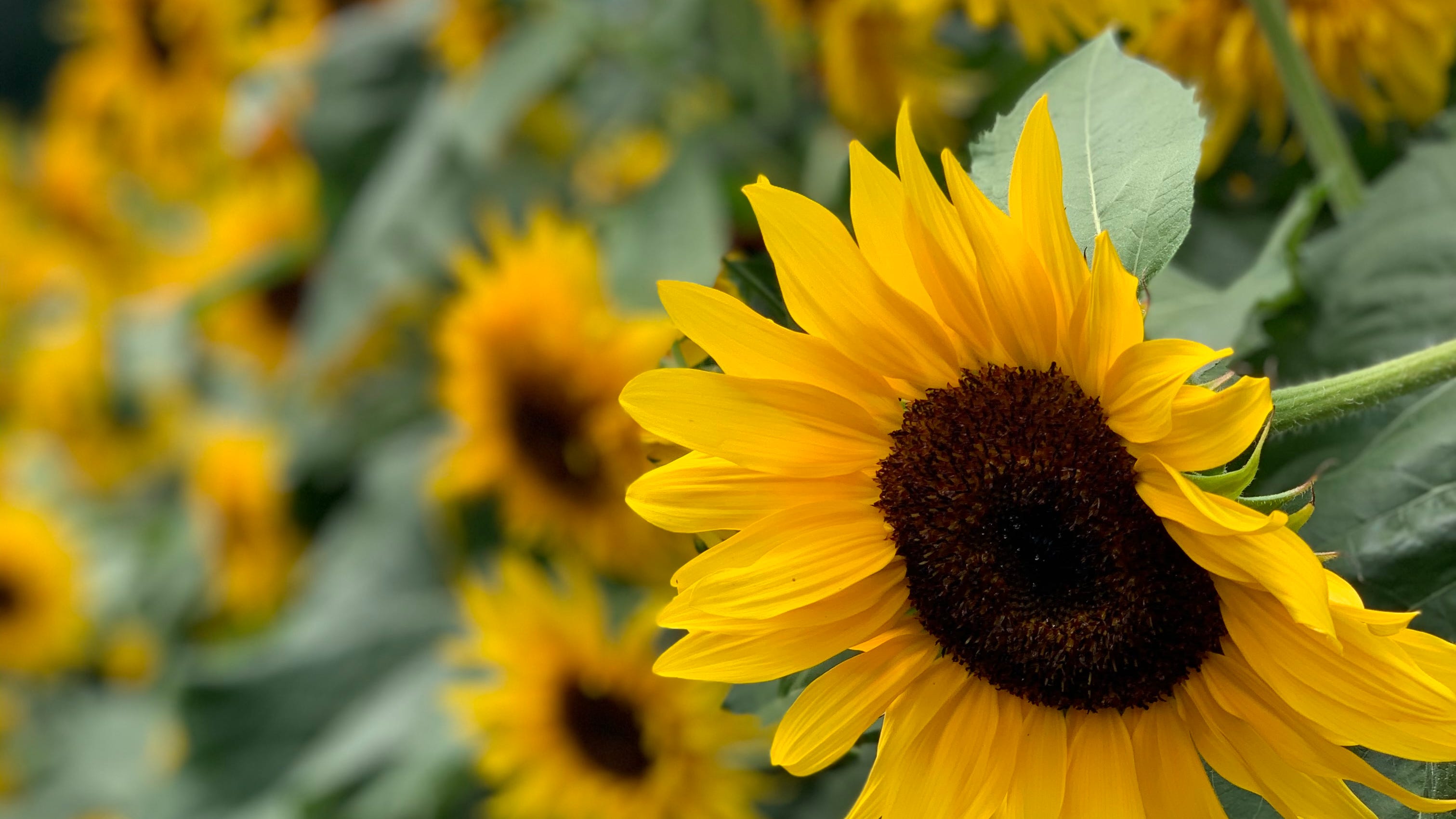 Mac Summer Sunflower Wallpapers - Wallpaper Cave