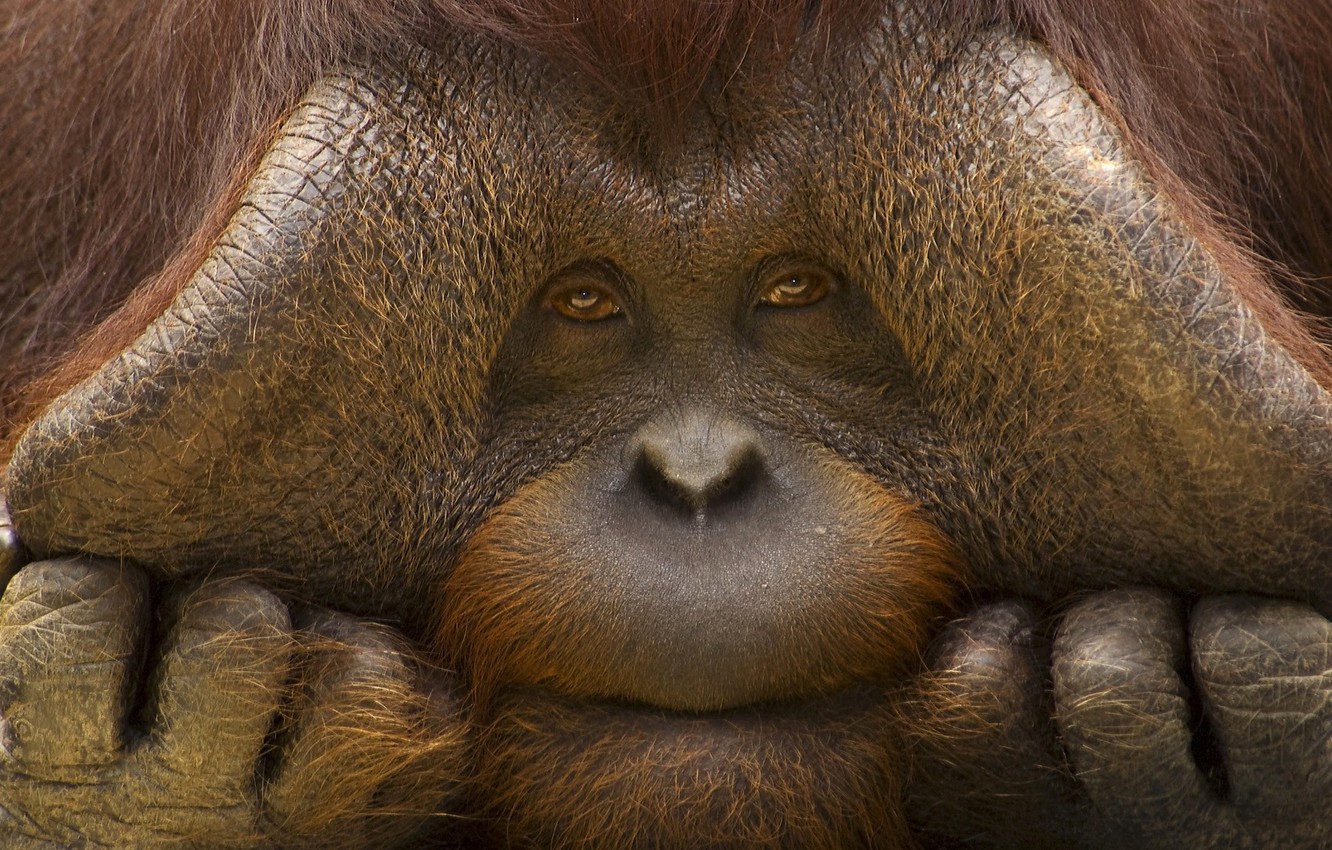Wallpaper look, face, monkey, orangutan image for desktop, section животные