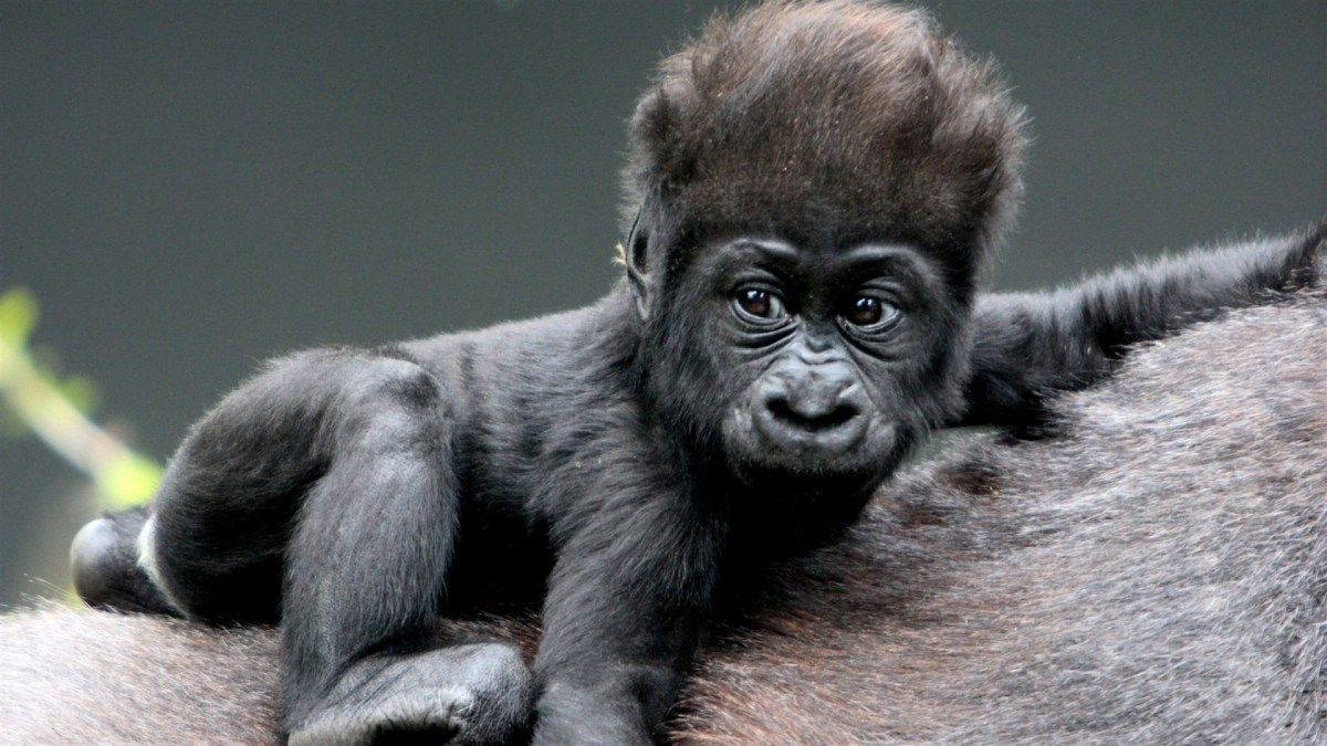Baby Gorilla Wallpaper
