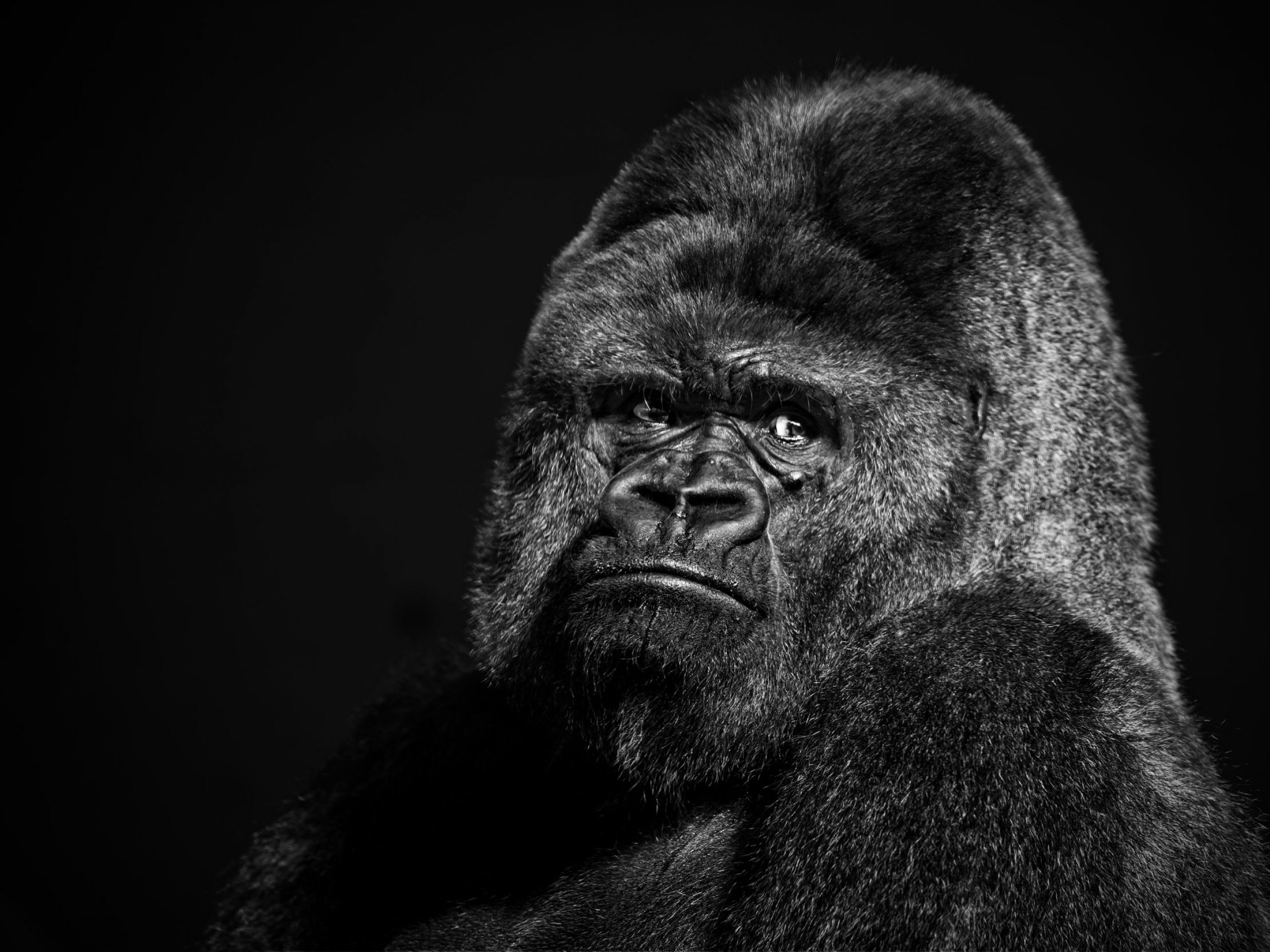 great gorilla. Gorilla, Gorilla wallpaper, Big gorilla