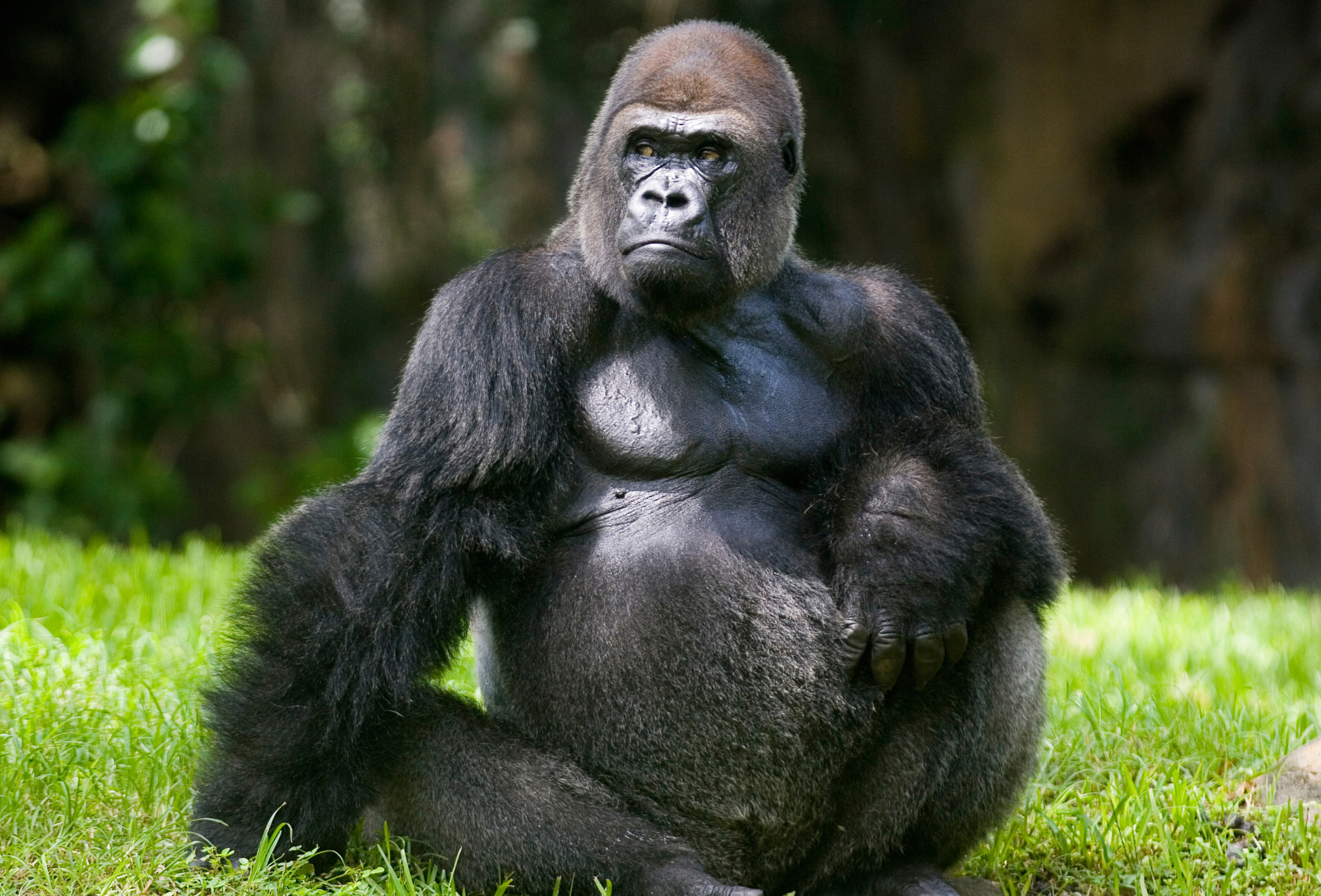 Gorilla animal. Горилла, самка. Большая обезьяна. Гибриды животных. Большие гориллы.
