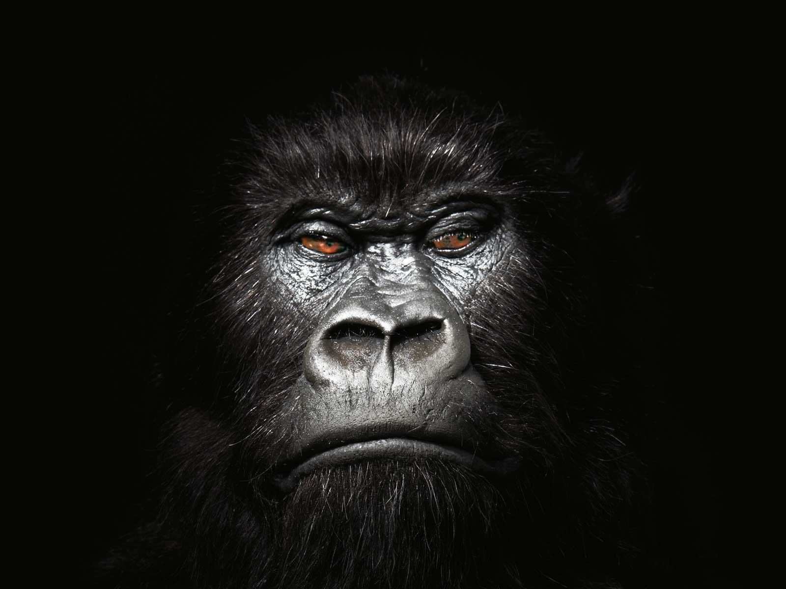 Fun Animals Wiki, Videos, Picture, Stories: Gorilla Wallpaper