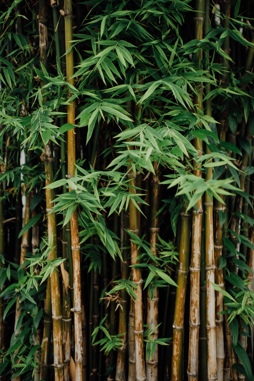 Bamboo Picture. Download Free Image