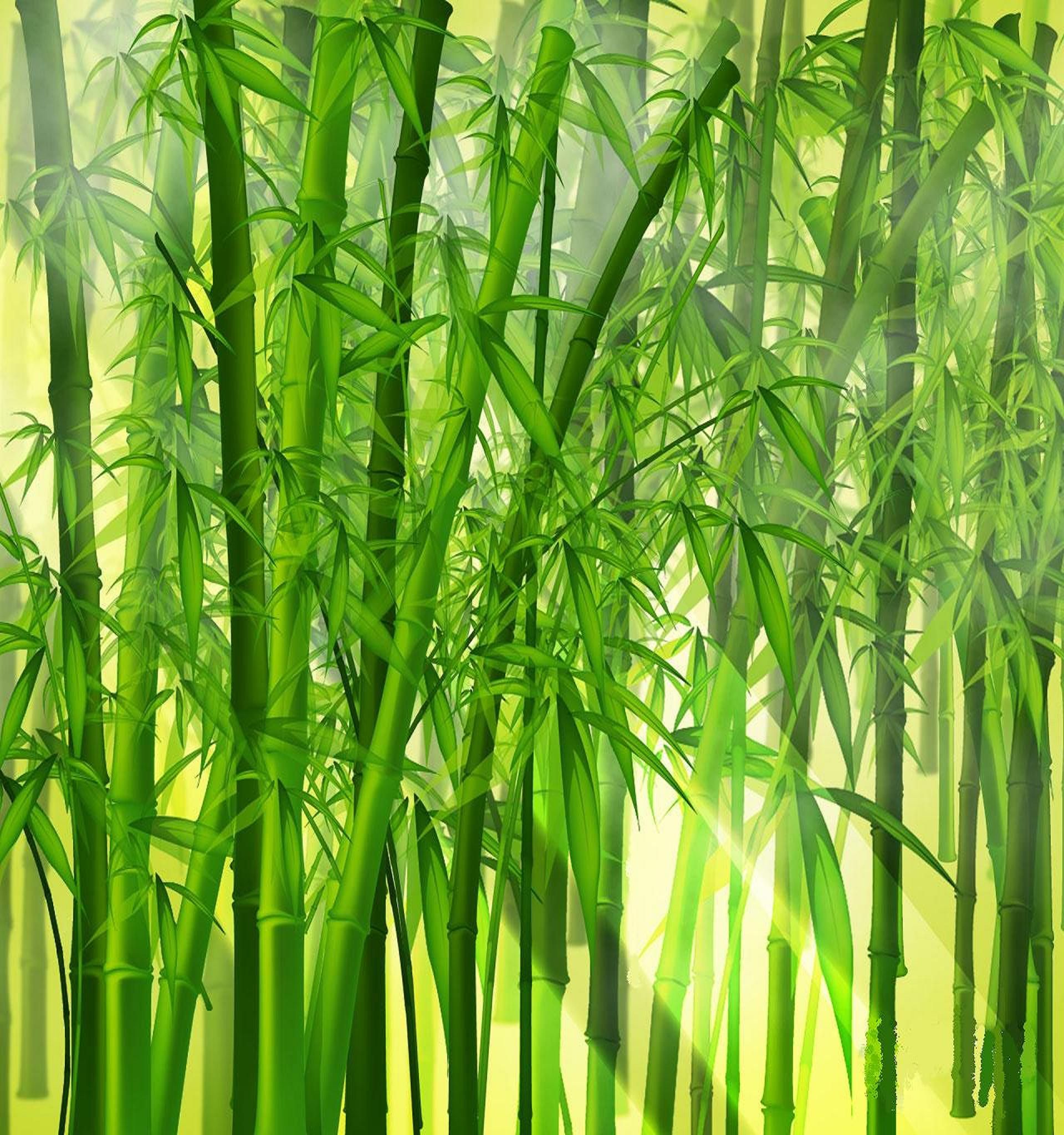 Bamboo wallpaper, Bamboo background, Nature wallpaper