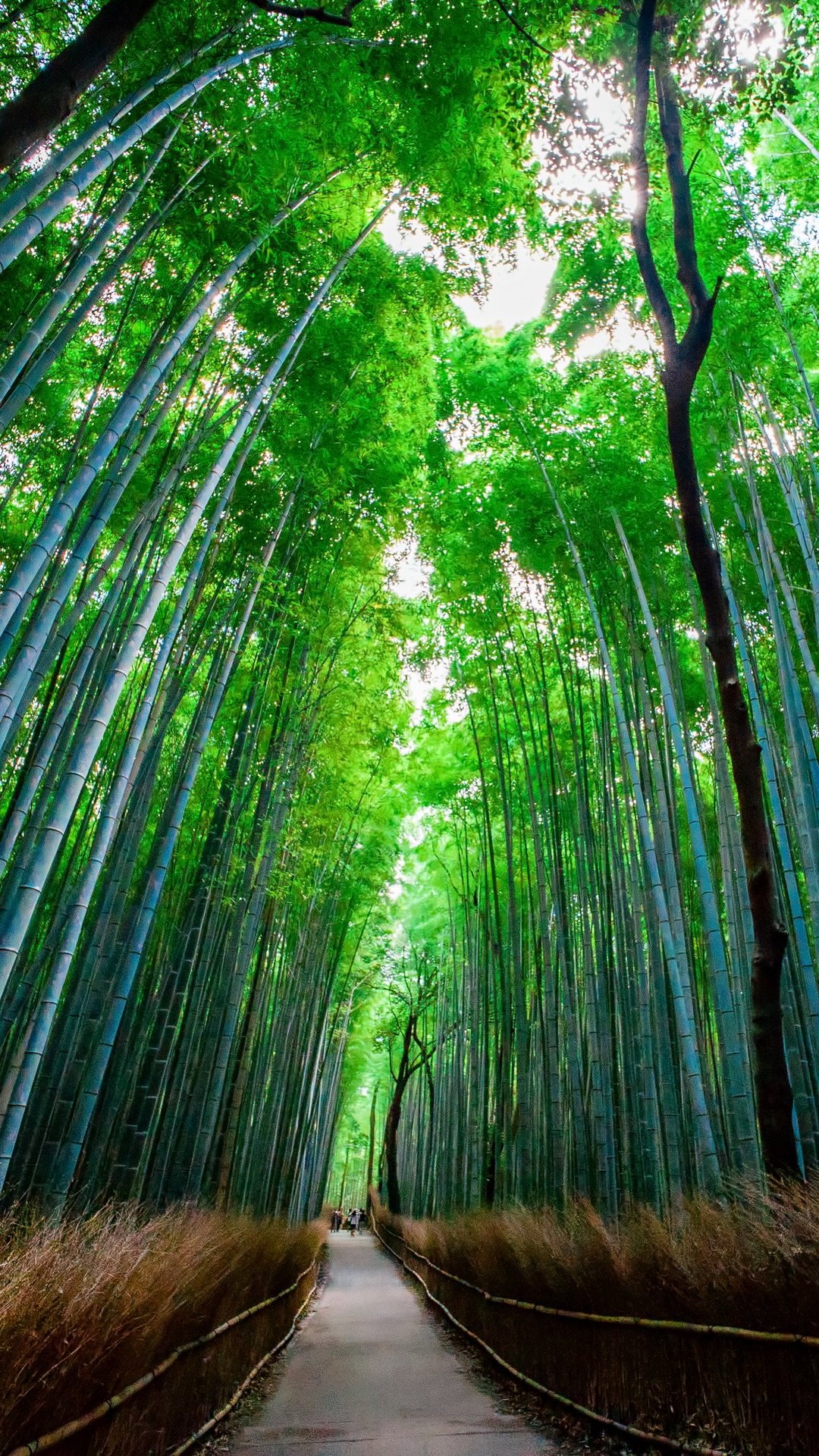Bamboo Forest Trees Wallpaper - [1080x1920]