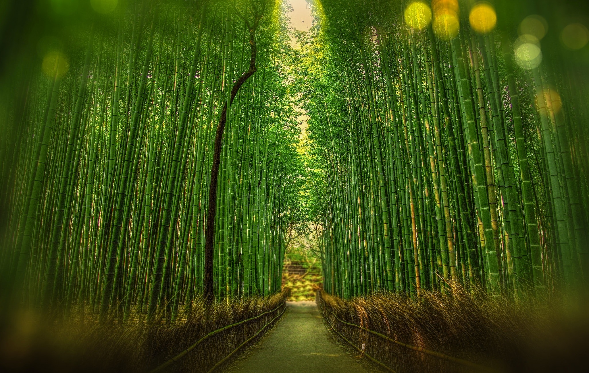 Best Free Bamboo Trees & Image · 100% Royalty Free HD Downloads
