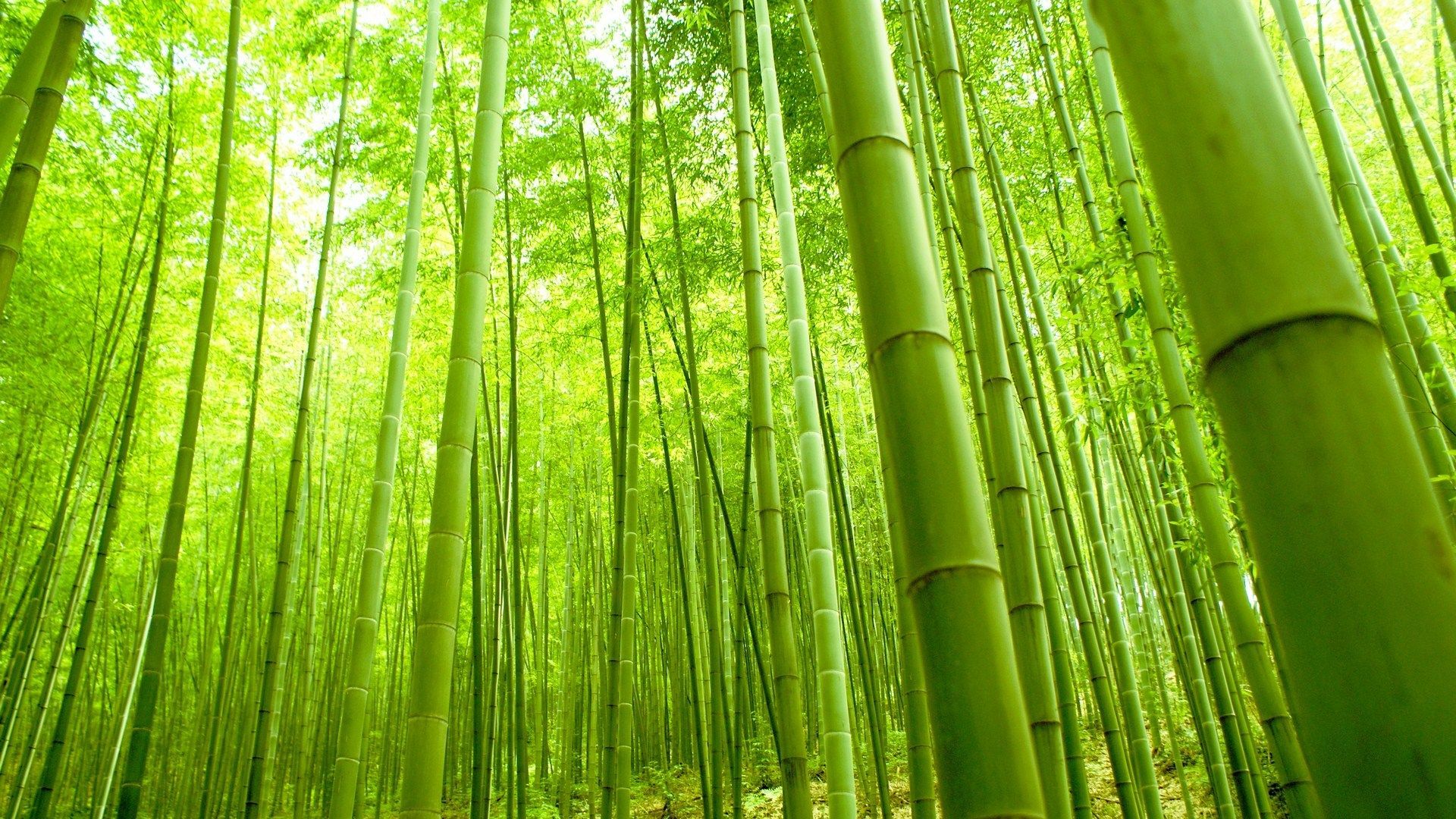 Bamboo Wallpaper - Non-Woven Wallpaper Premium - Bamboo Trees - Photo Wallpaper  Bamboo Wide Non-Woven Wallpaper Wall Mural Photo 3D Photo Wallpaper, Size H  x W: 190 cm x 288 cm :