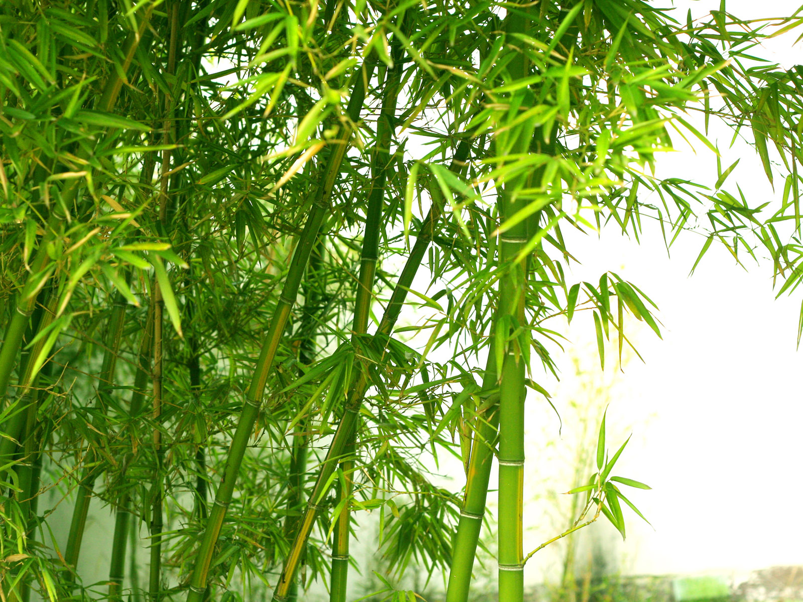 bamboo wallpaper, bamboo, tree, forest, vegetation, natural environment