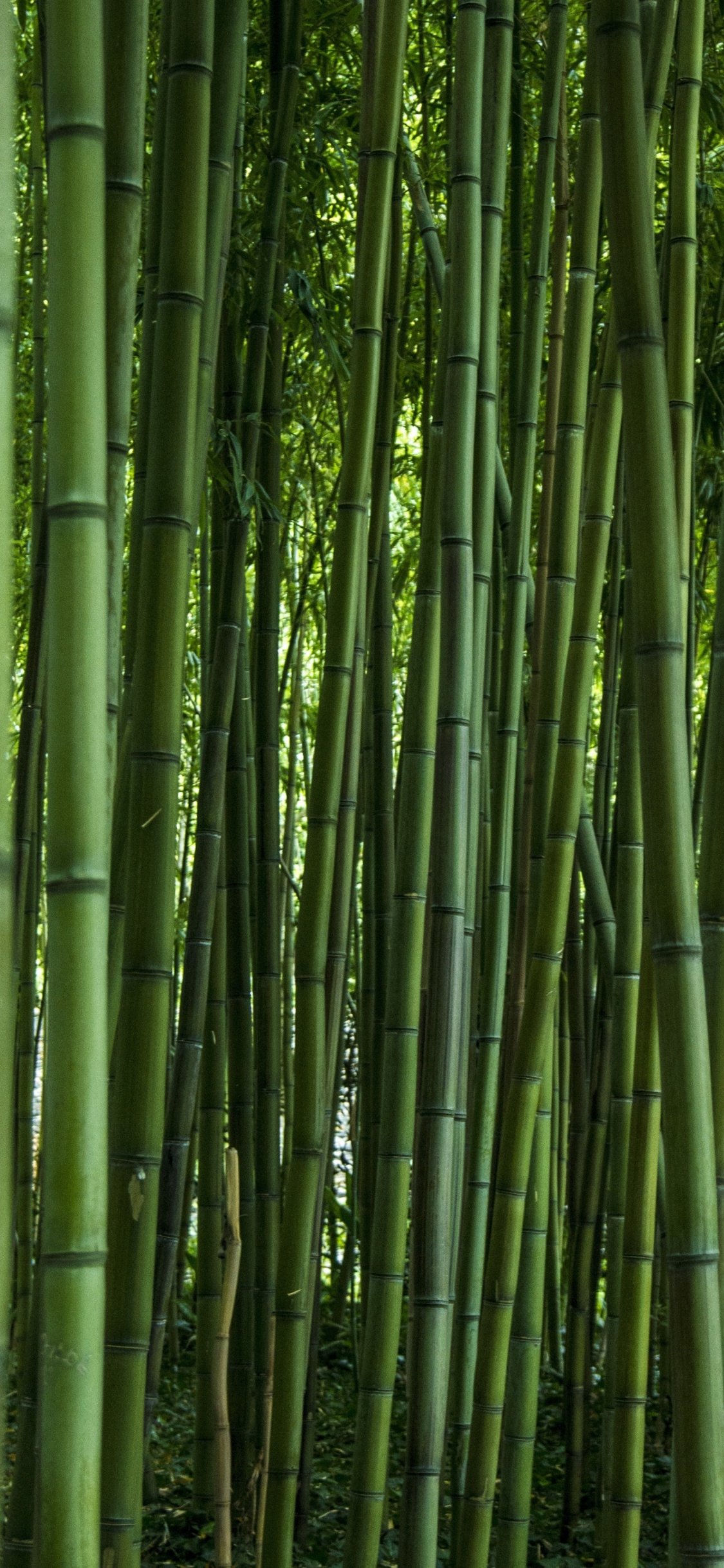 Bamboo Forest Stunning 3d Render Illustration On A Pure White Background,  Hedge, Summer Garden, Green Nature Background Image And Wallpaper for Free  Download