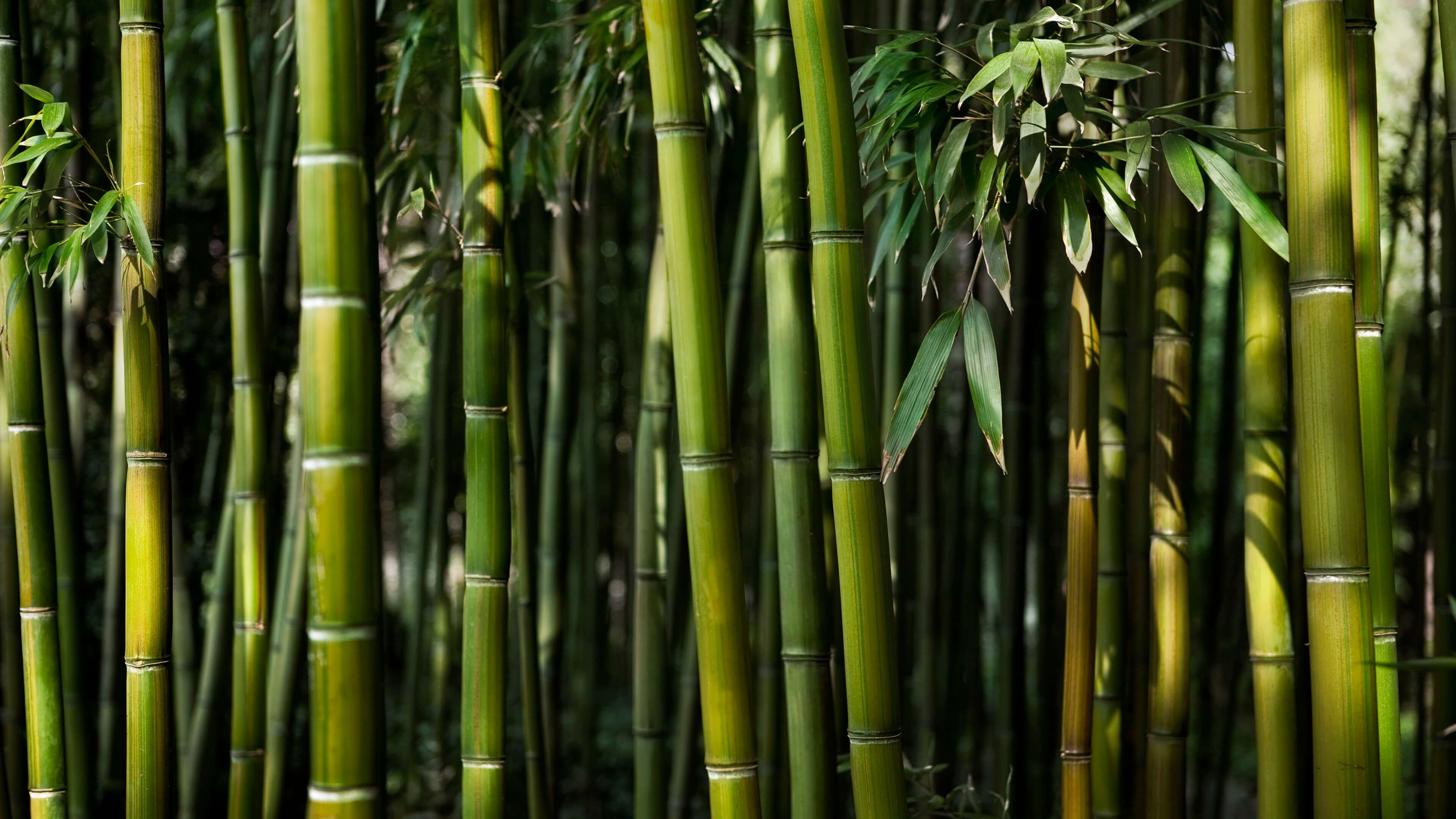4K Bamboo Wallpaper Free download