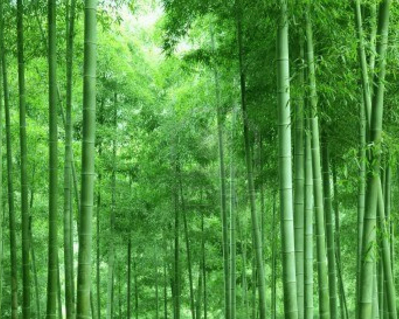 Free download Bamboo Tree Wallpaper HD [1600x1200] for your Desktop, Mobile & Tablet. Explore Bamboo Wallpaper for Walls. Bamboo Wallpaper for Walls, Wallpaper Bamboo, Bamboo Wallpaper