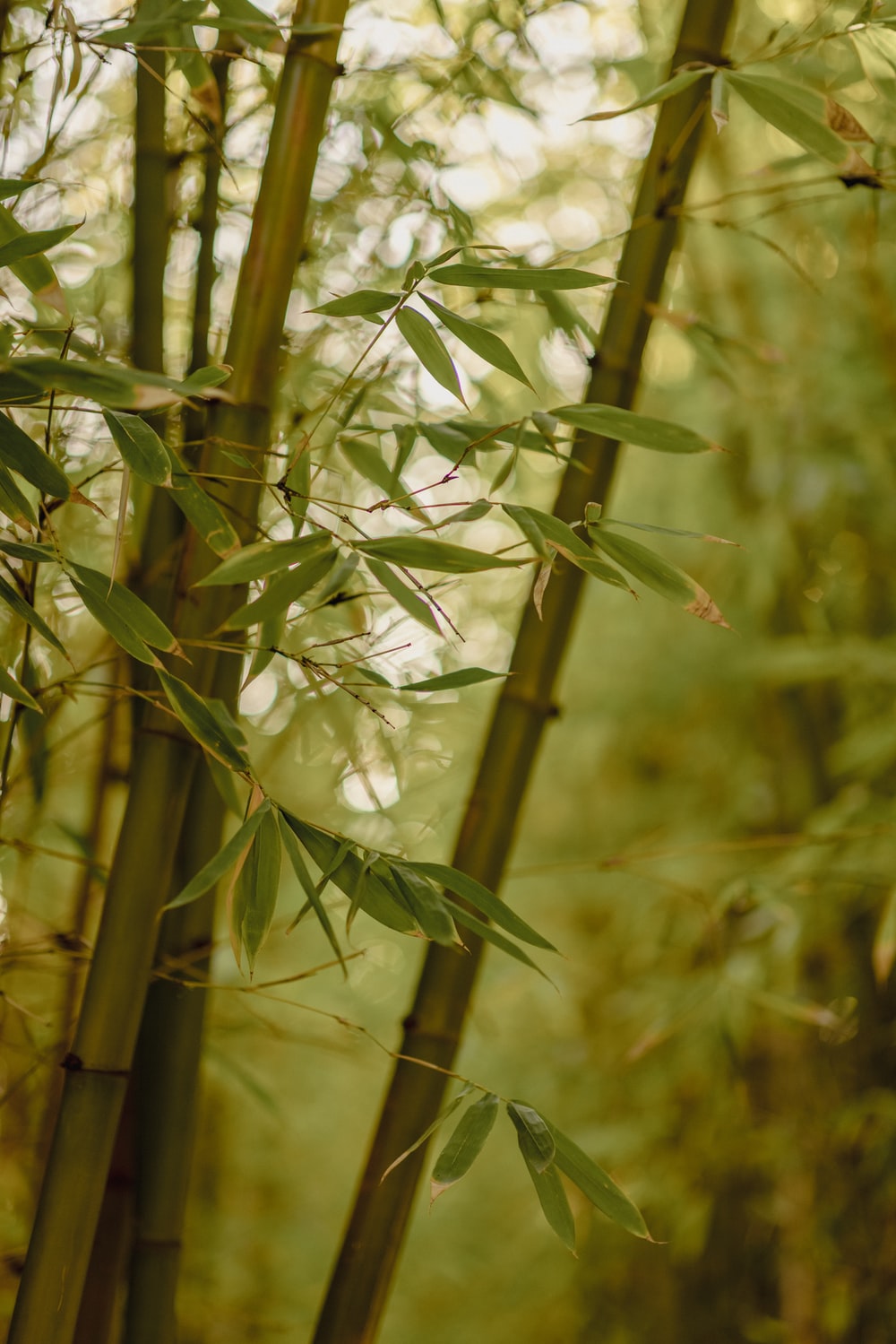 Bamboo Picture. Download Free Image