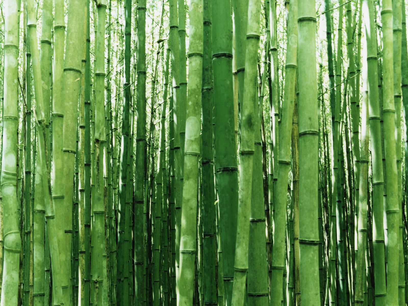 Bamboo HD Wallpaper and Background