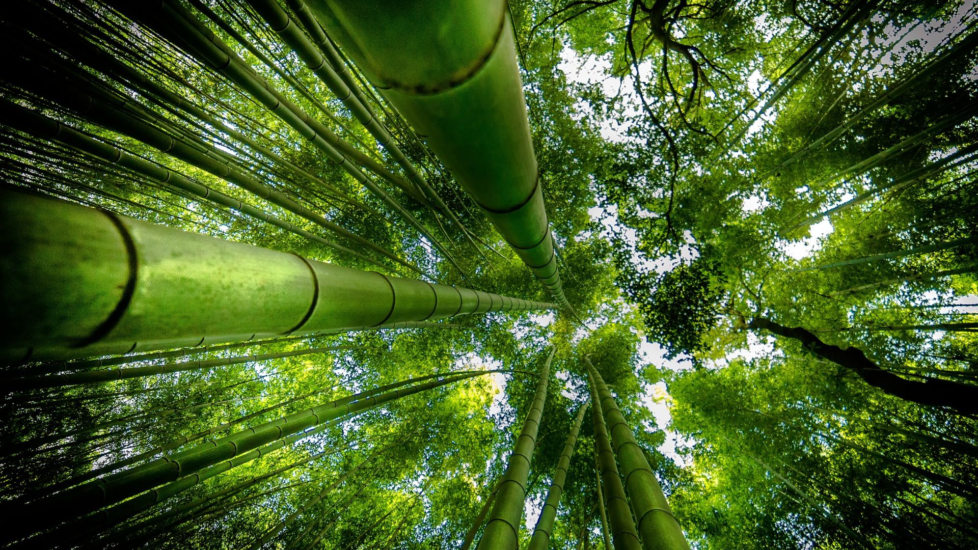 Desktop Wallpaper Bamboo Forest, HD Image, Picture, Background, 7zik F