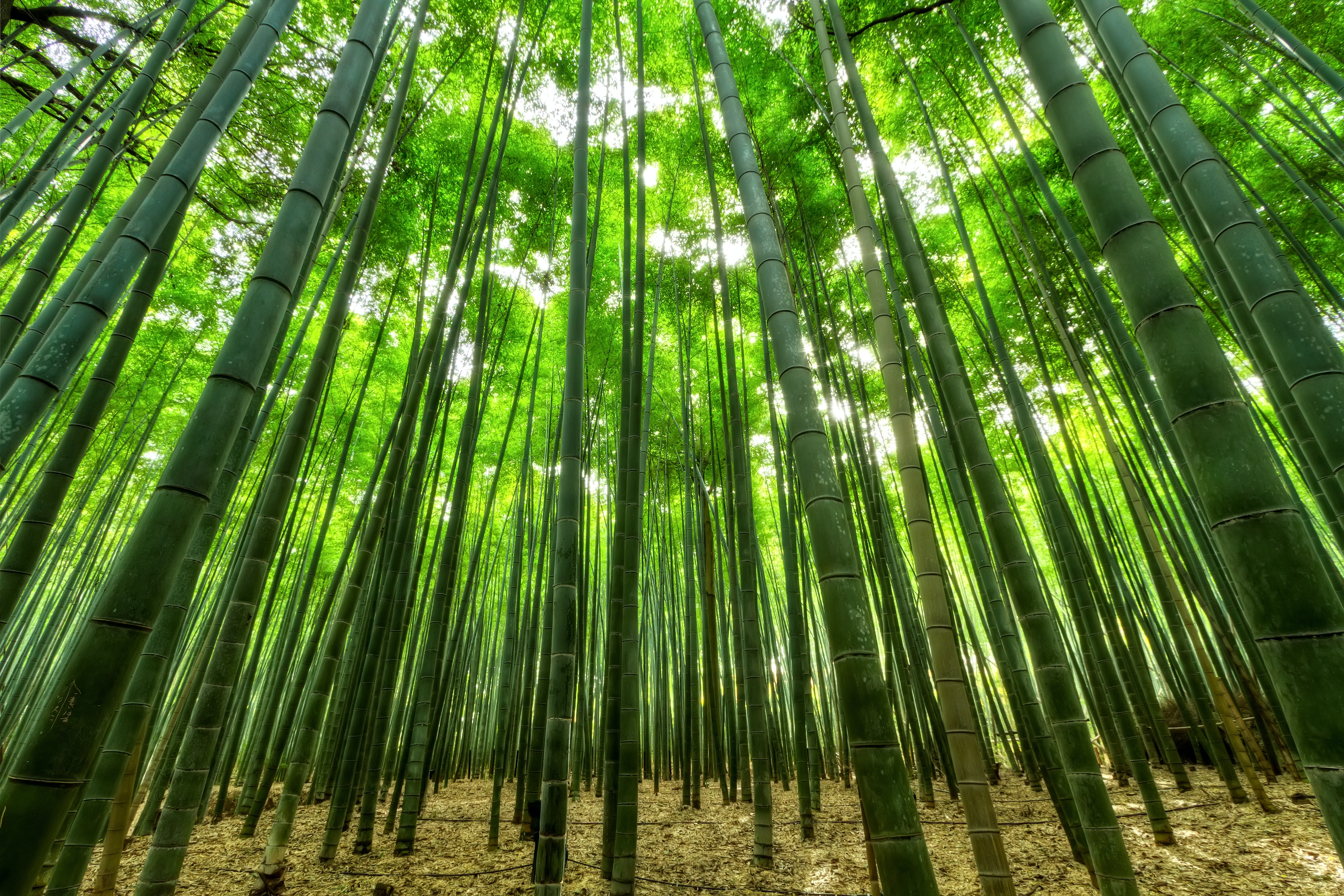 Bamboo Tree Wallpapers - Wallpaper Cave