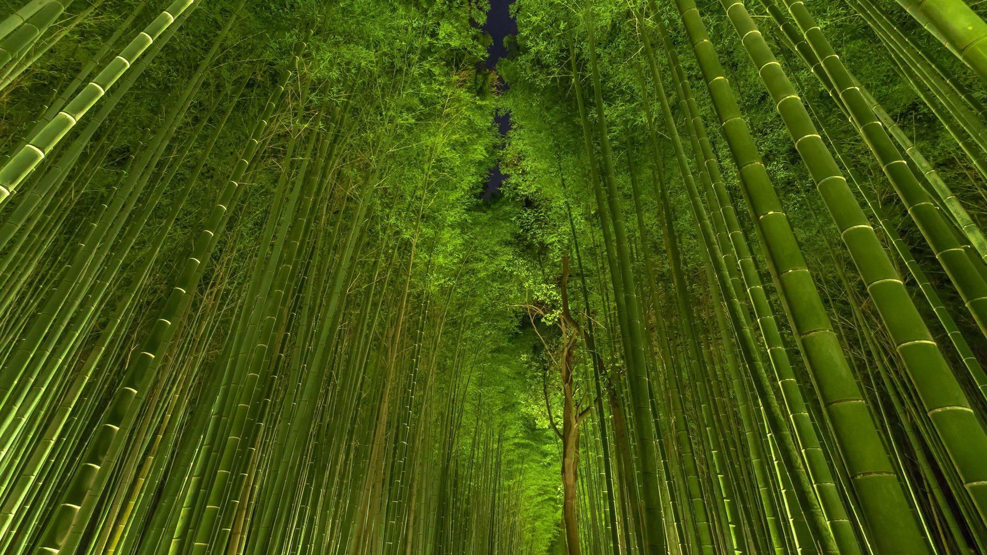 Bamboo iPhone Wallpaper