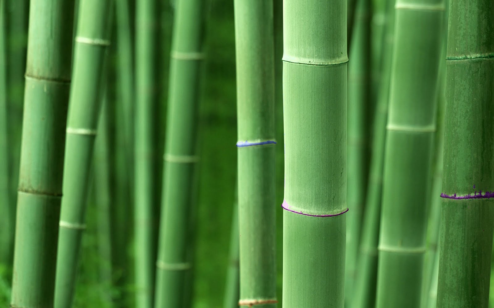 Free download HD Bamboo Plant Wallpaper Download Wallpaper in HD for your [1600x1000] for your Desktop, Mobile & Tablet. Explore Bamboo Grass Wallpaper. Textured Bamboo Wallpaper, Wallpaper That Looks
