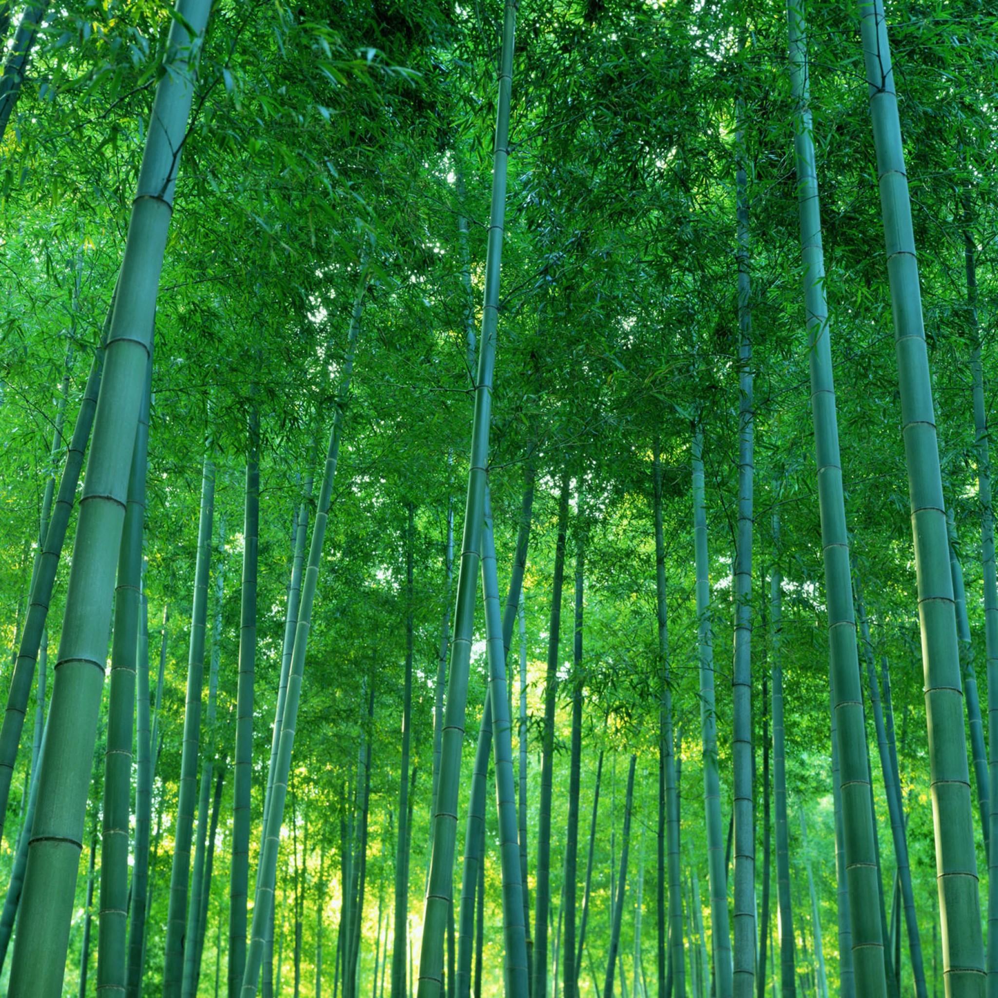 Green Bamboo Forest Image Photo Picture Wallpaper Download