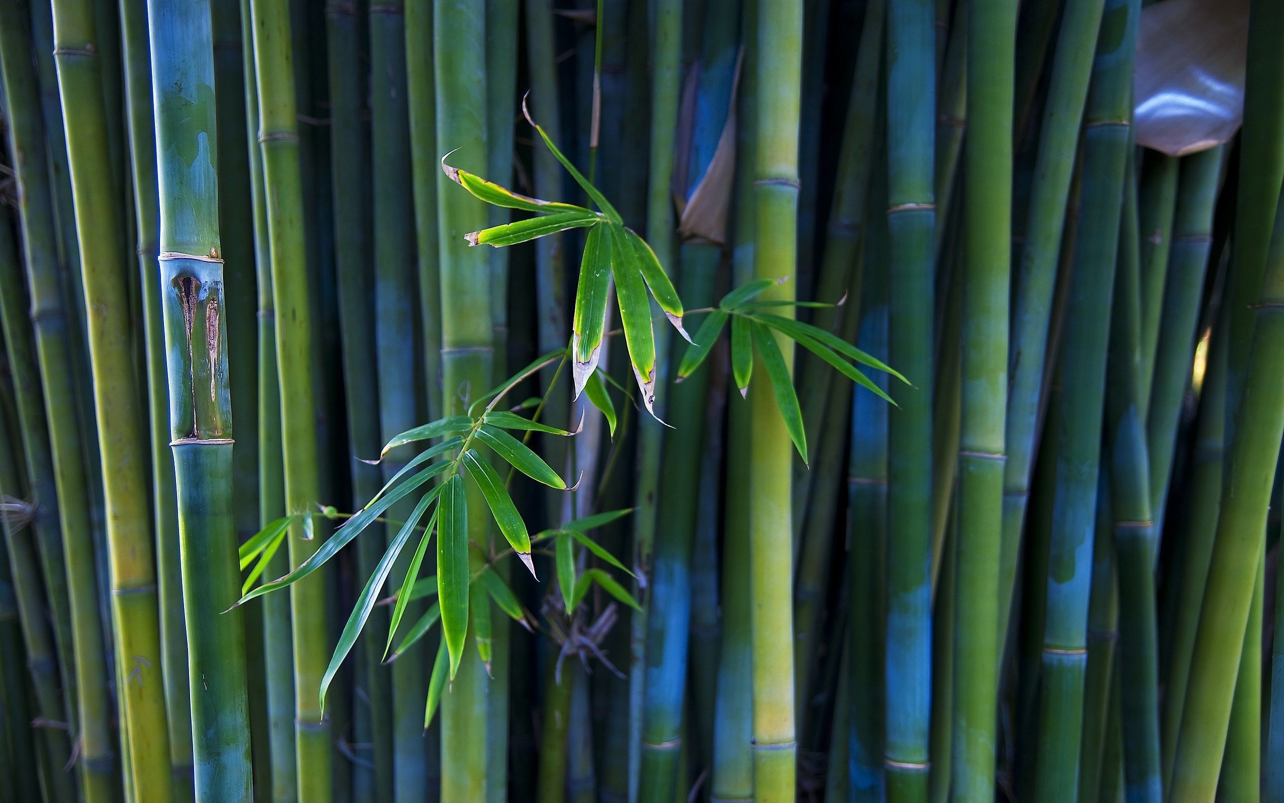 Bamboo HD Wallpaper Free Bamboo HD Background
