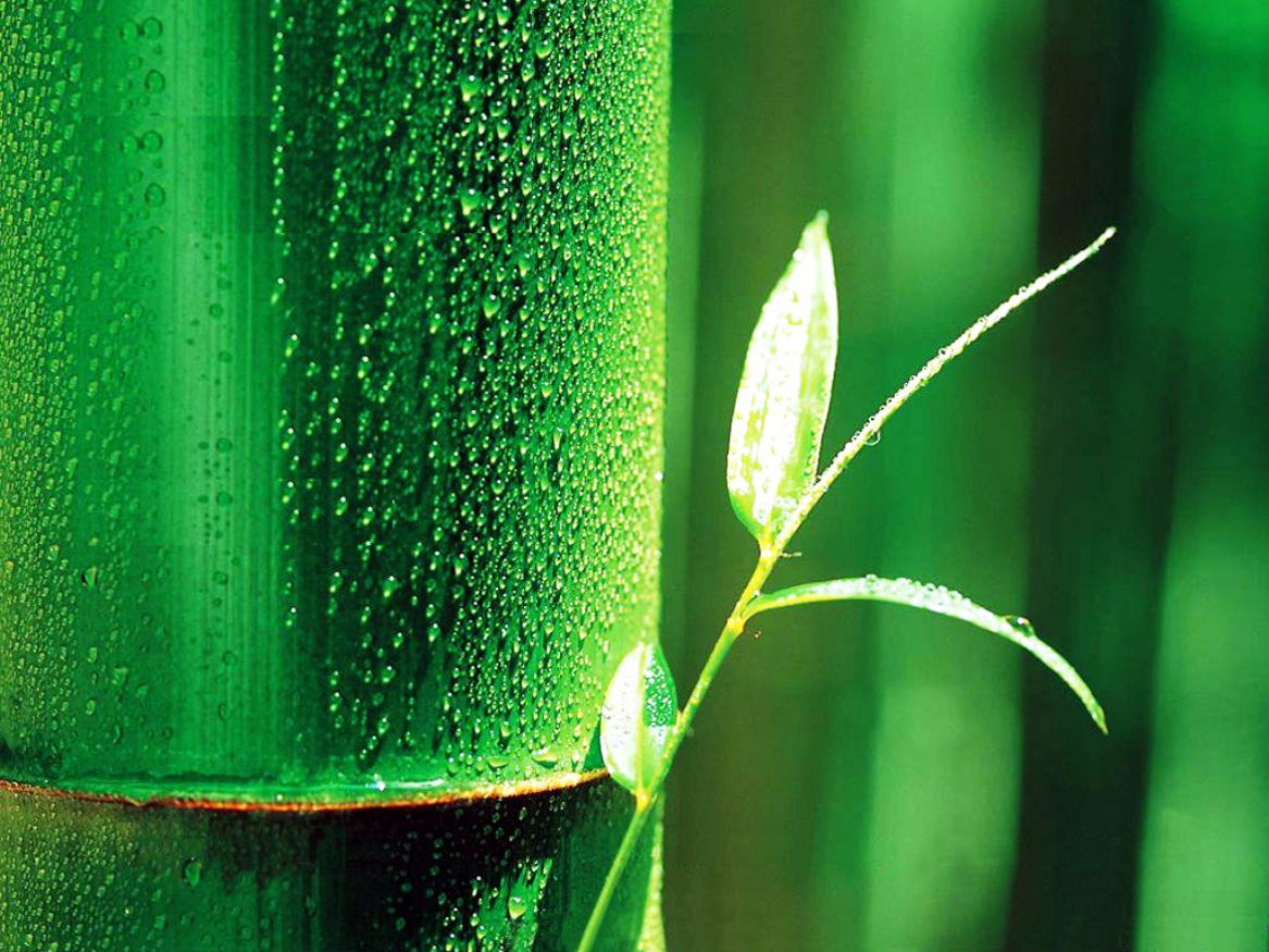 Gorgeous Bamboo Wallpaper Bamboo Tree